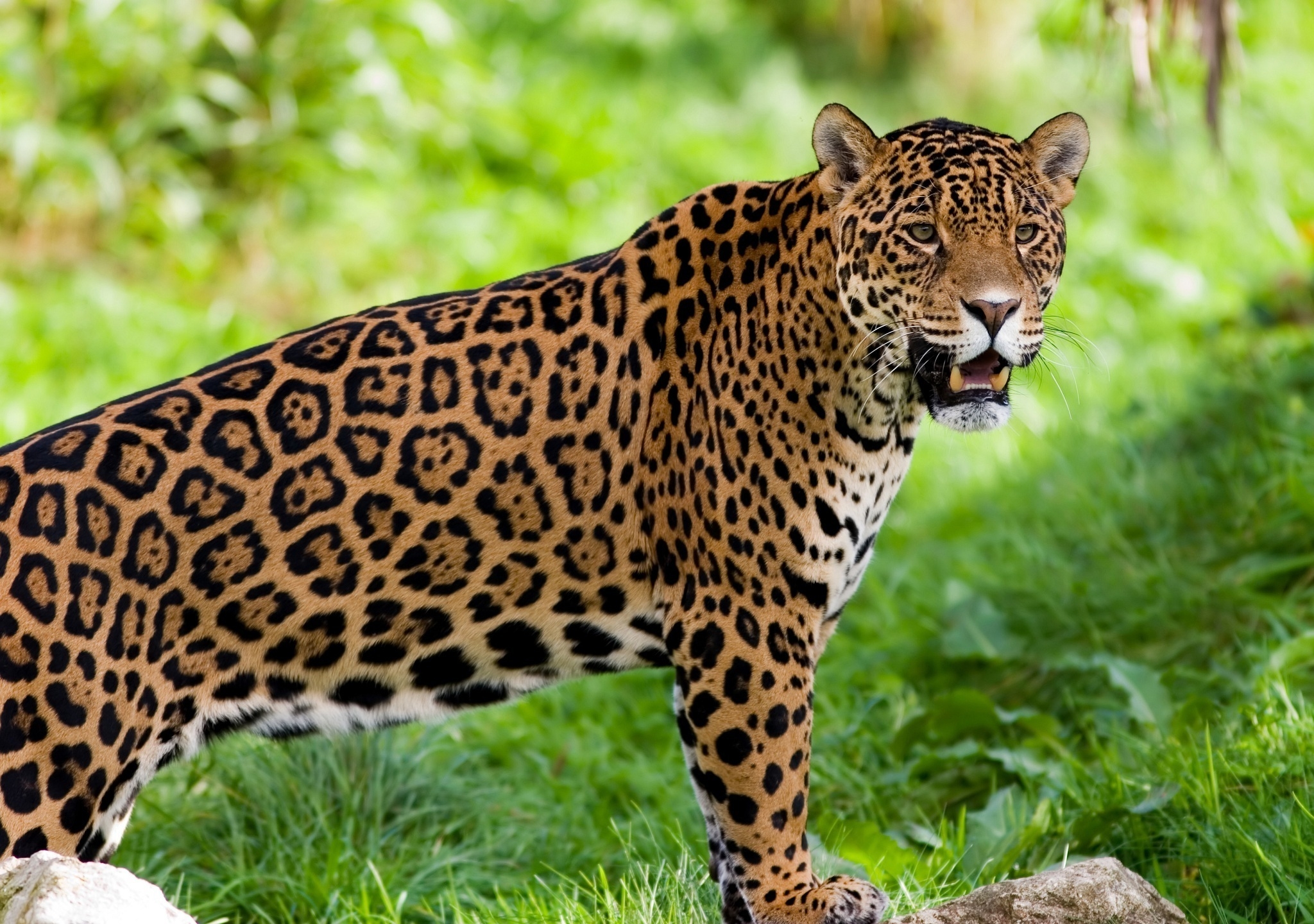 122413 Hintergrundbilder und Wilde Katze Bilder auf dem Desktop. Laden Sie jaguar, tiere, predator, wildkatze Bildschirmschoner kostenlos auf den PC herunter