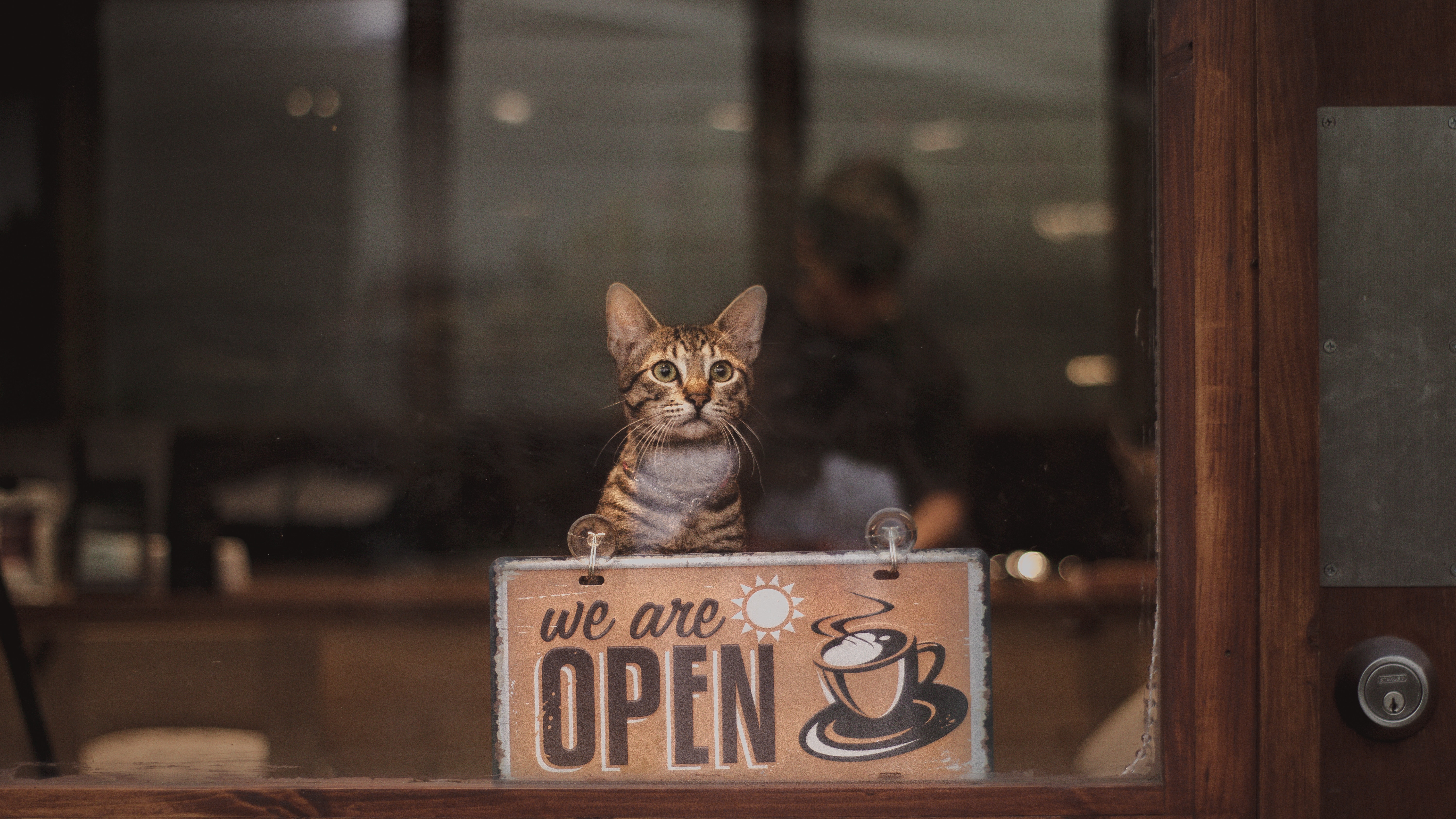 119061 download wallpaper cat, coffee, words, inscription, open, it's open screensavers and pictures for free