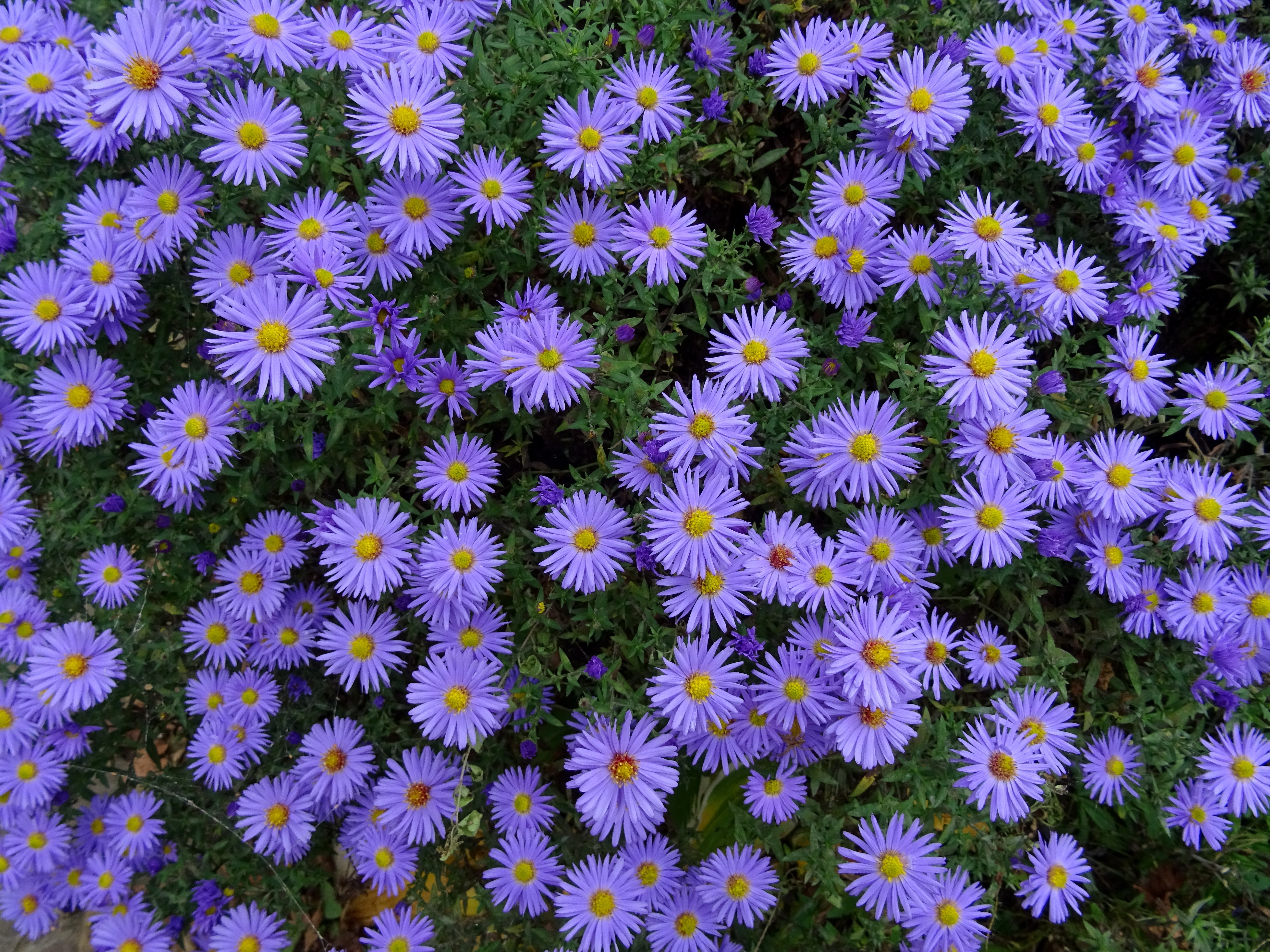 Download mobile wallpaper Flowers, Flower Bed, Flowerbed, Asters for free.