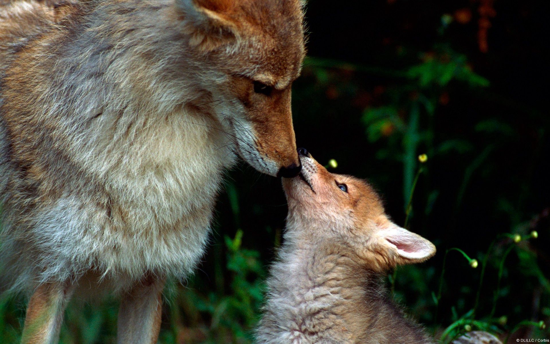 fox, young, animals, couple Vertical Wallpapers