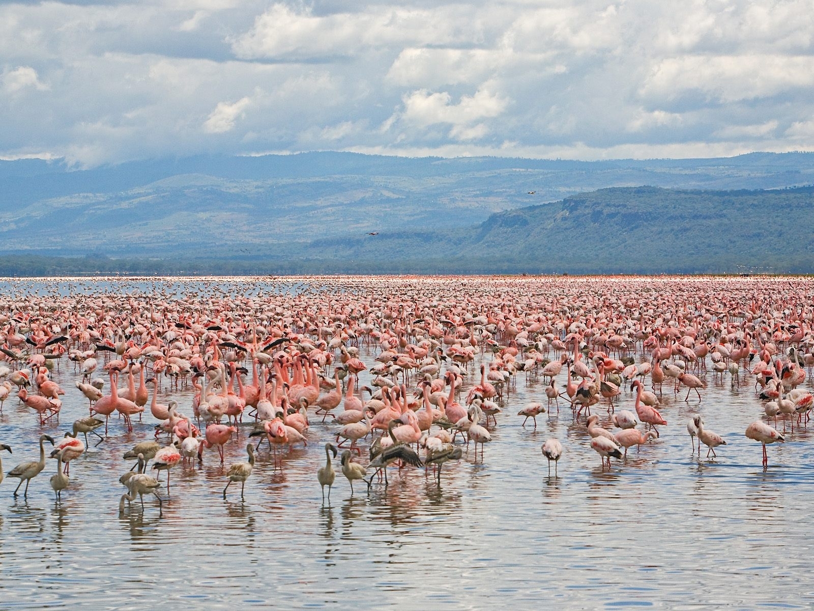 4928 Hintergrundbilder und Flamingo Bilder auf dem Desktop. Laden Sie tiere, landschaft, wasser Bildschirmschoner kostenlos auf den PC herunter