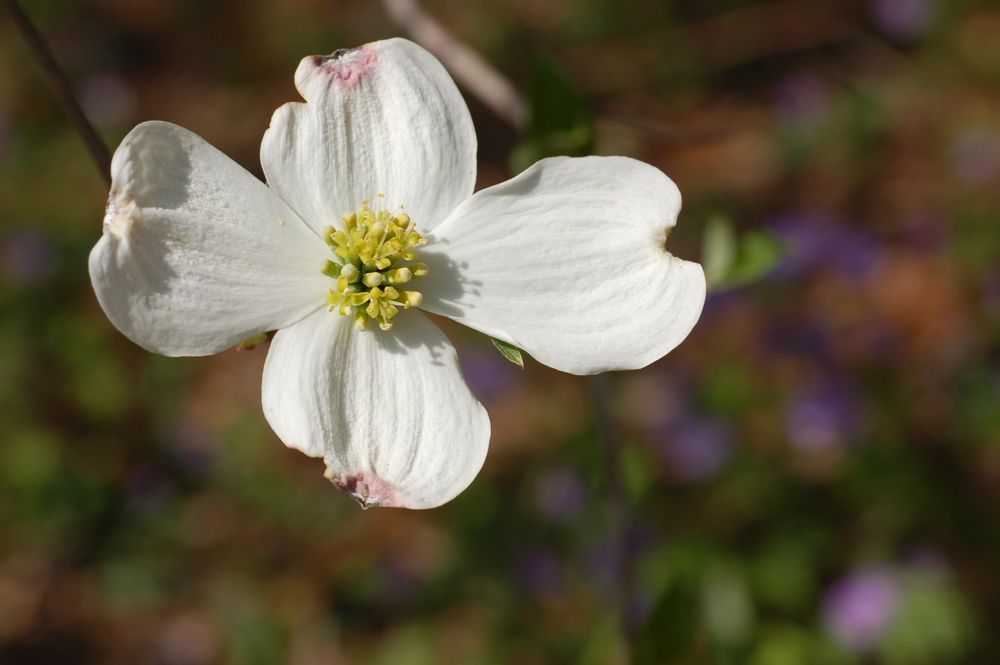 Flowering Dogwood wallpapers for desktop, download free Flowering