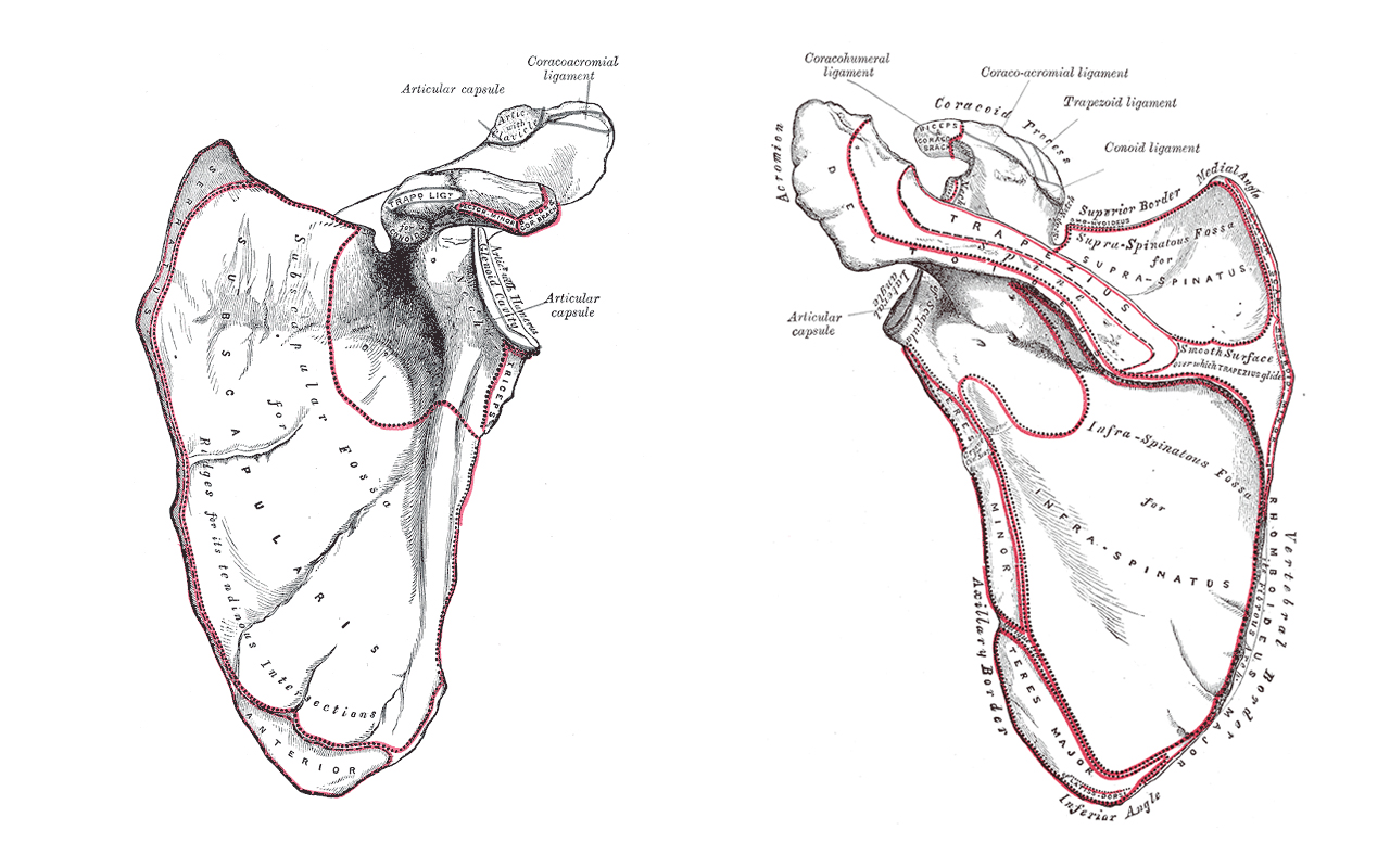Descargar las imágenes de Anatomía gratis para teléfonos Android y iPhone,  fondos de pantalla de Anatomía para teléfonos móviles