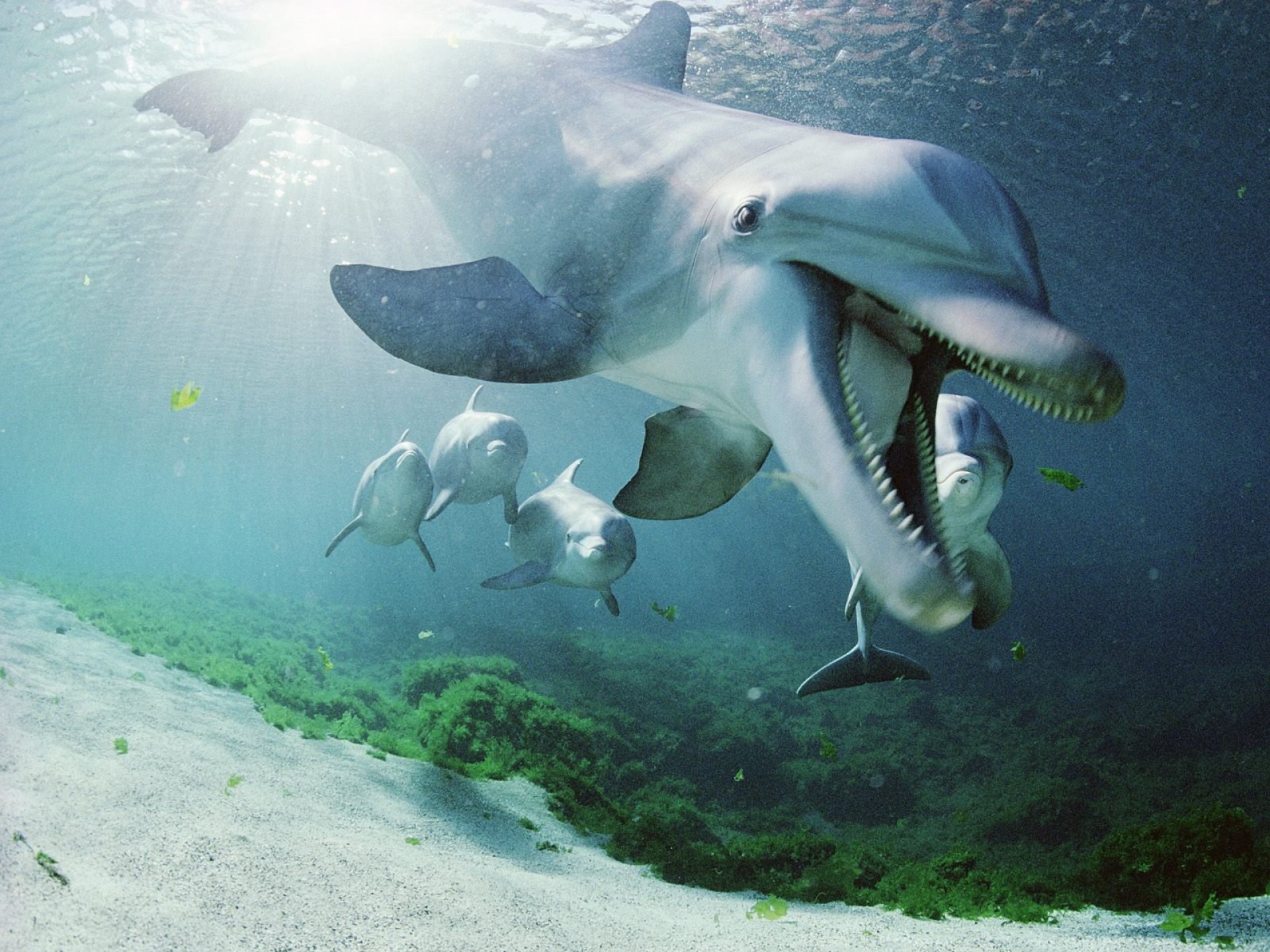 sea, animals, underwater world, to swim, swim, dolphin HD wallpaper