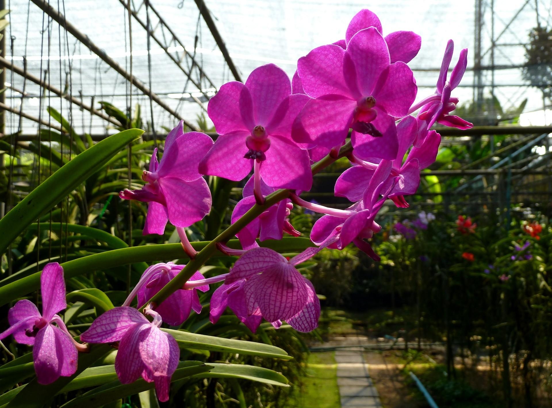 Die besten Orchidee-Hintergründe für den Telefonbildschirm
