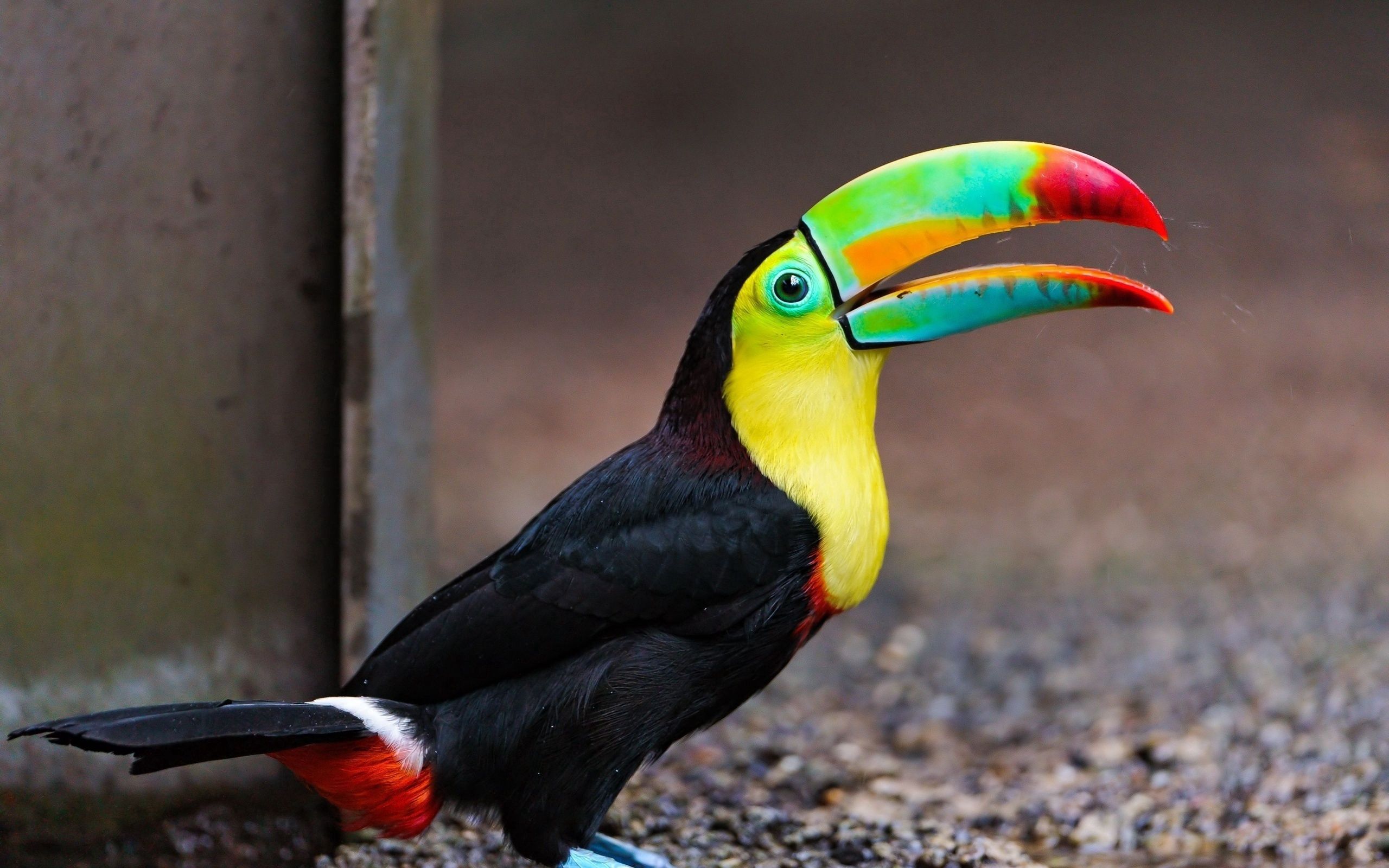 multicolored, toucan, motley, color home screen for smartphone