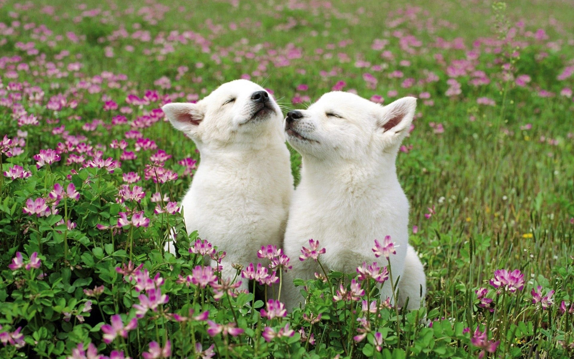 dogs, animals, flowers, grass, couple, pair, field, tenderness 4K Ultra