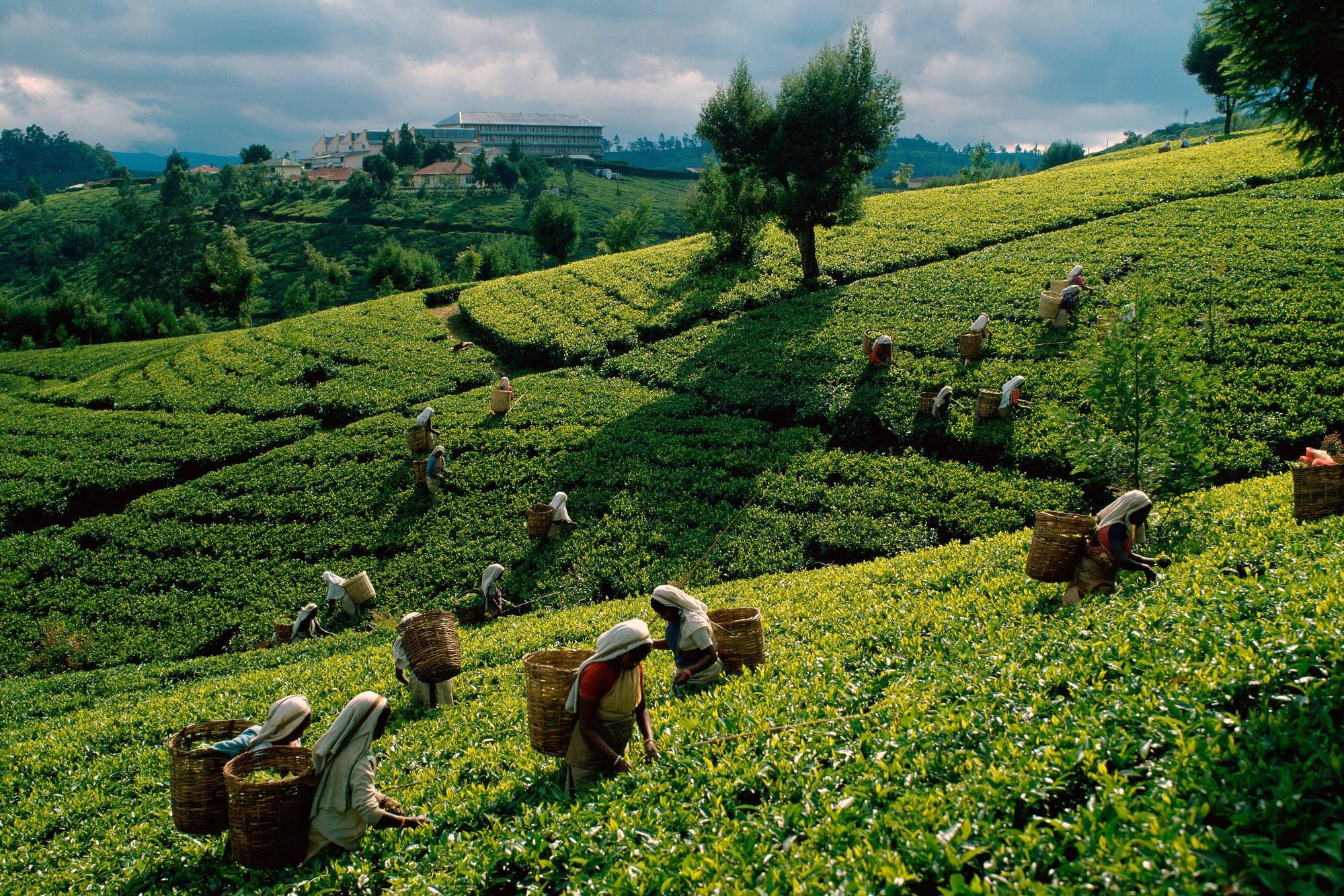 32k Wallpaper Fields plantations, female workers, gathering, tea