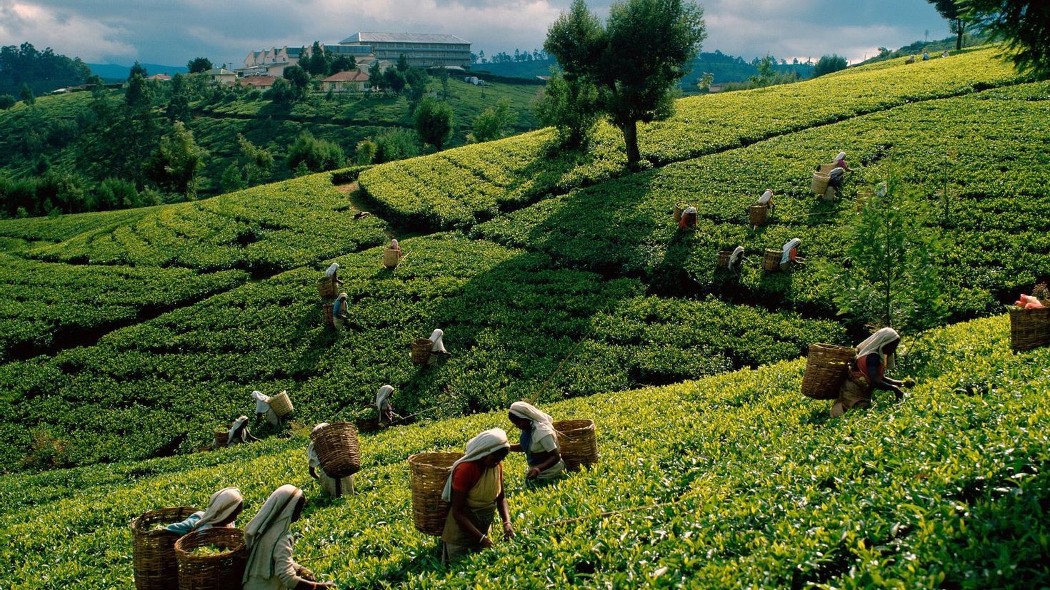 Земледелие это. Шри Ланка плантации чая. Чайные плантации щриоанки. Чайные плантации Шри Ланки. Цейлон Шри Ланка чайные плантации.