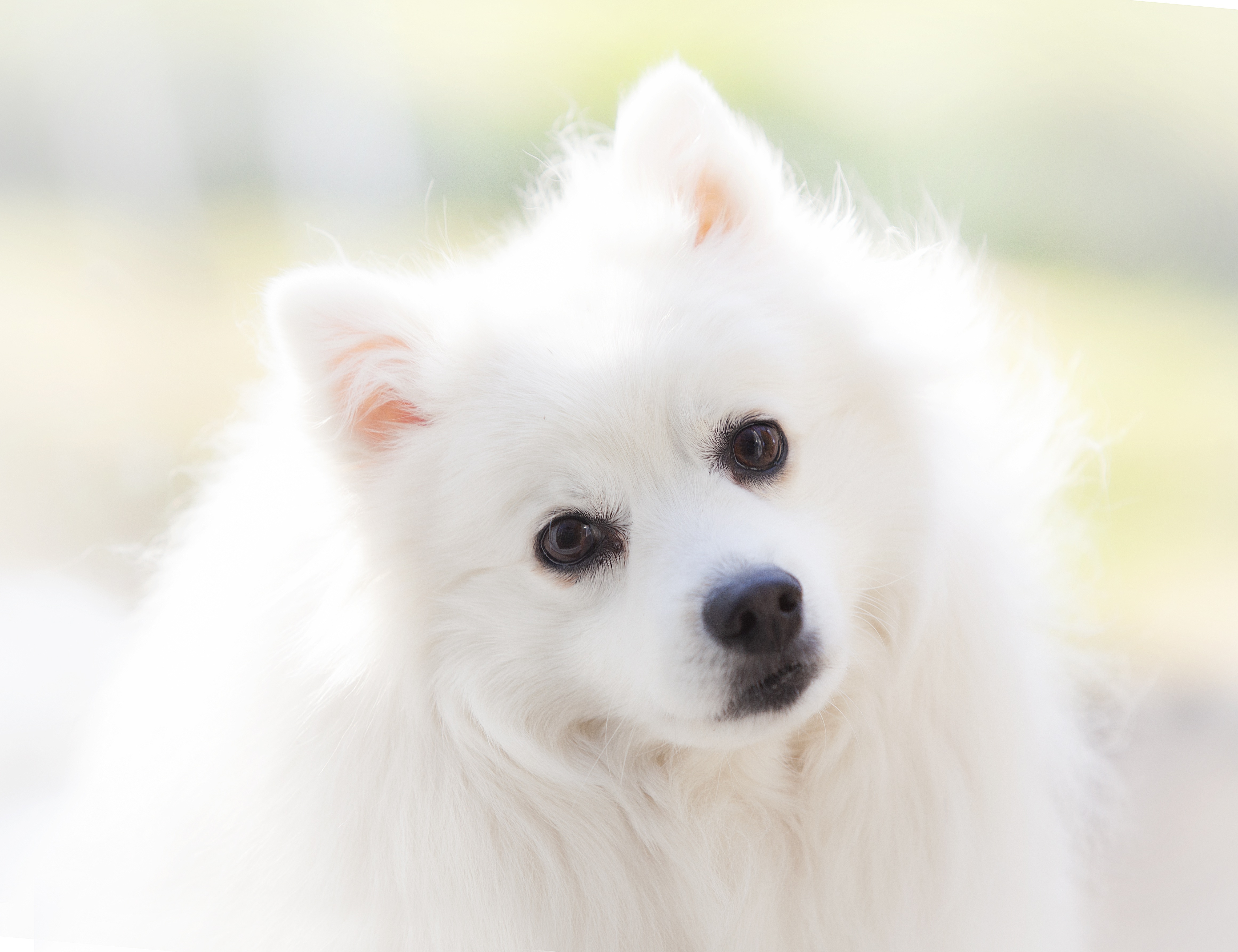 K pets. Японский шпиц. Спитц собака белая. Японский шпиц щенок. Белые щенки.