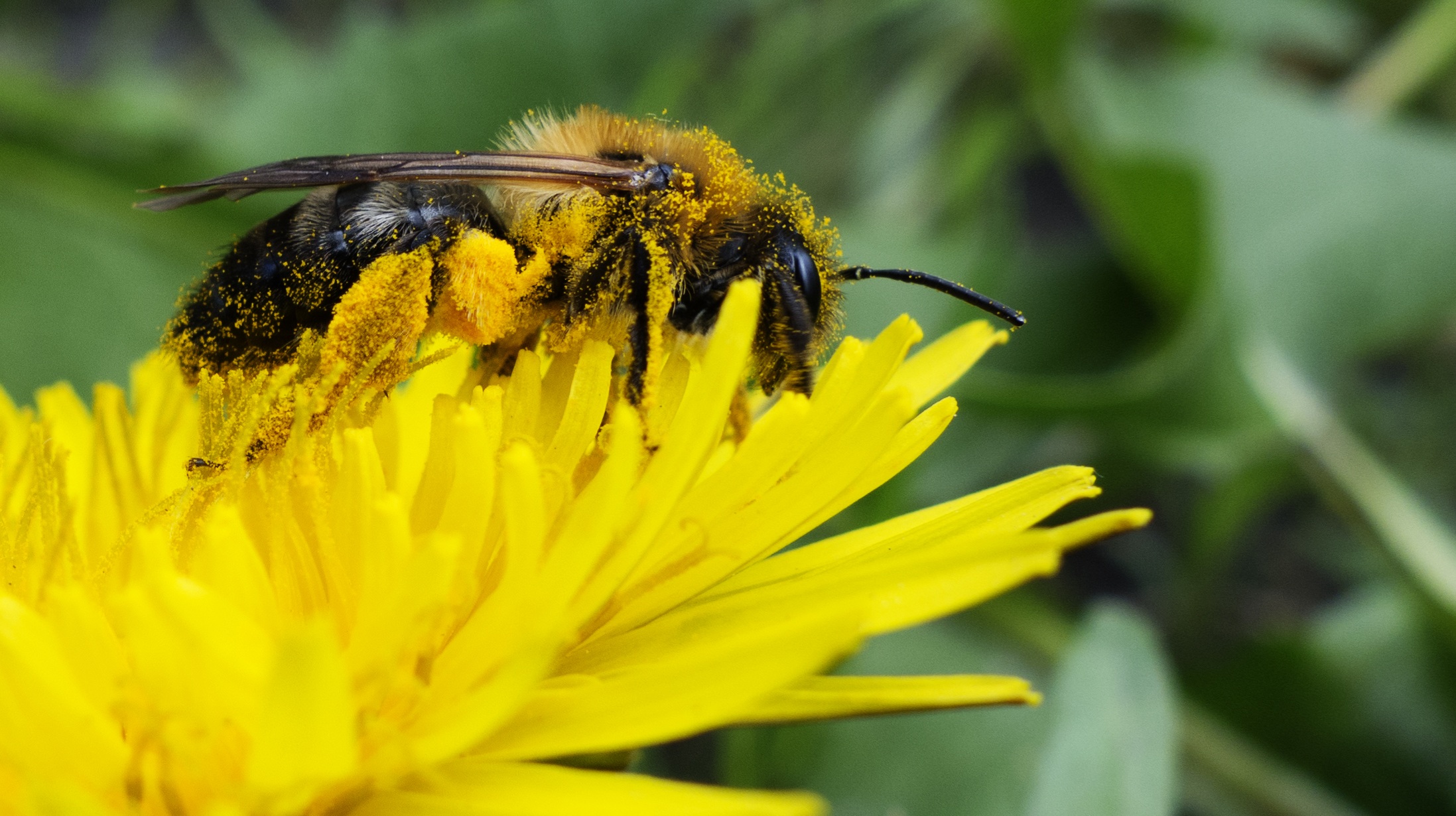 78035 Bild herunterladen blume, makro, biene, pollen, bestäubung, nektar - Hintergrundbilder und Bildschirmschoner kostenlos