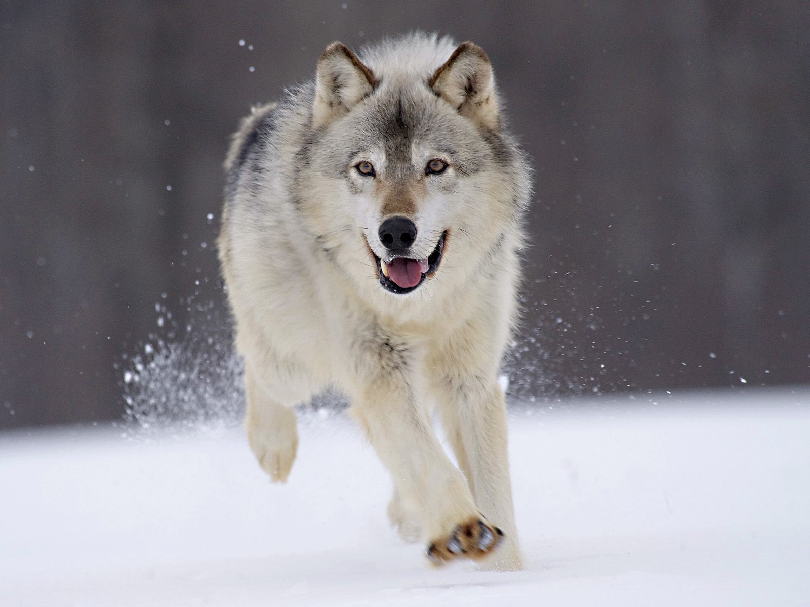 HD desktop wallpaper: Wolf, Animal download free picture #1436132