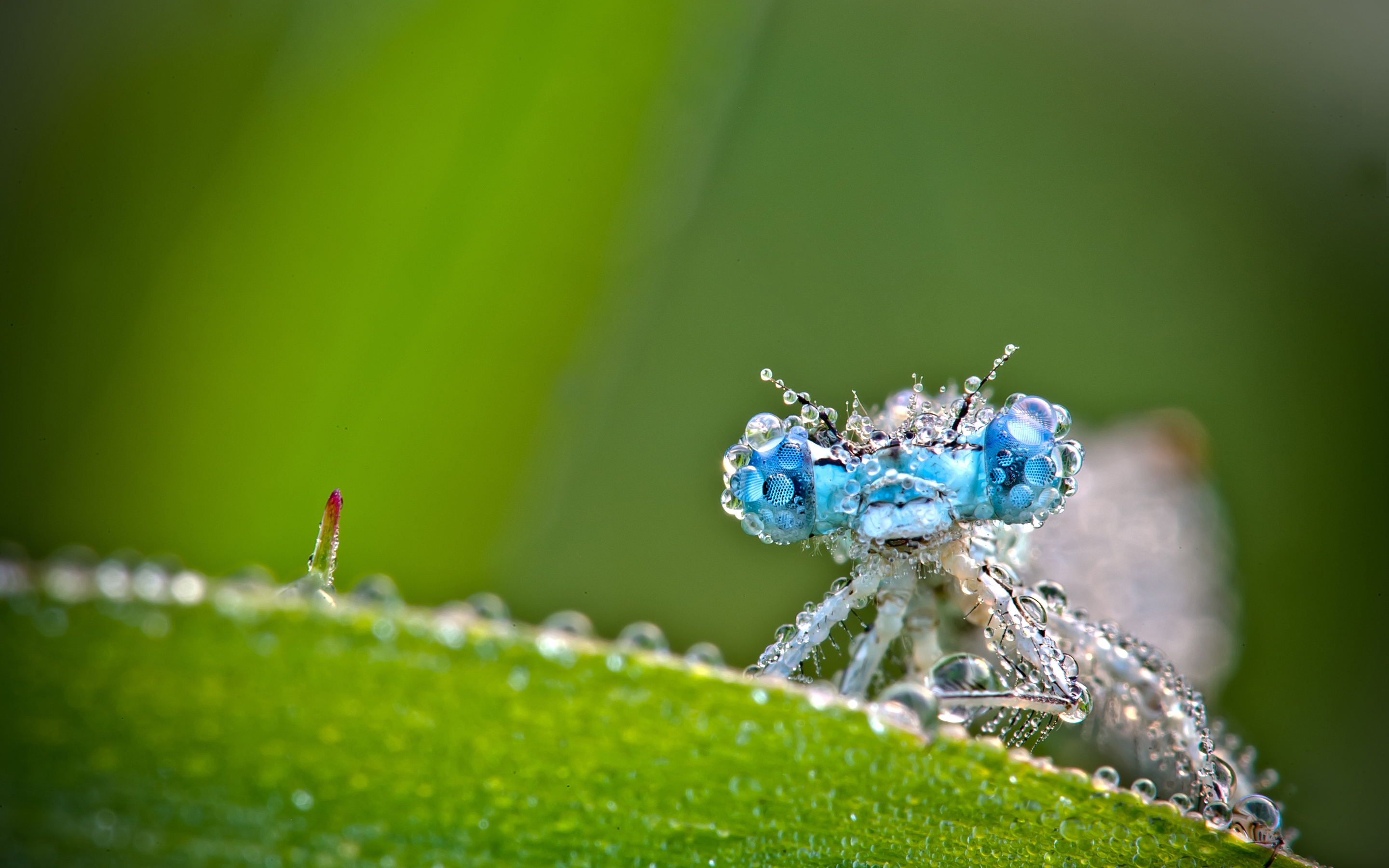 Laden Sie das Makro, Insekt, Frost, Rauhreif, Libelle-Bild kostenlos auf Ihren PC-Desktop herunter