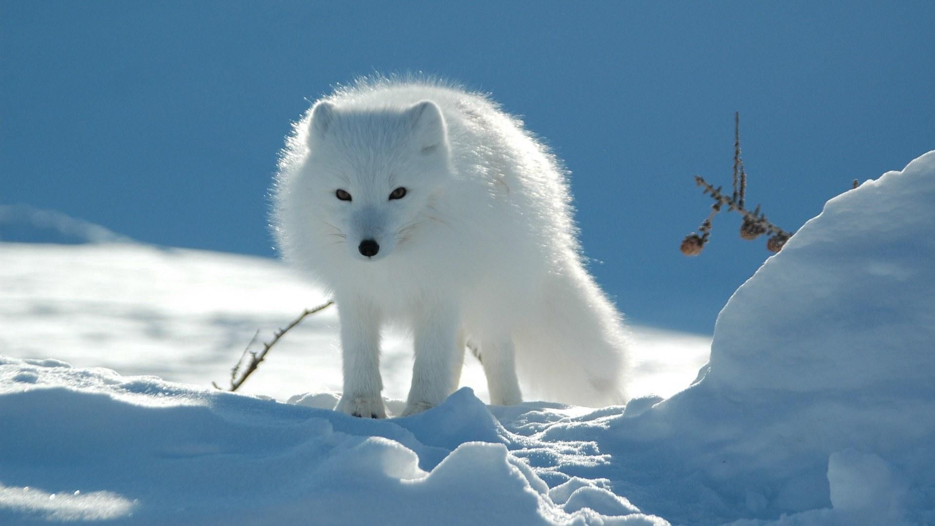 HD Arctic Fox Android Images