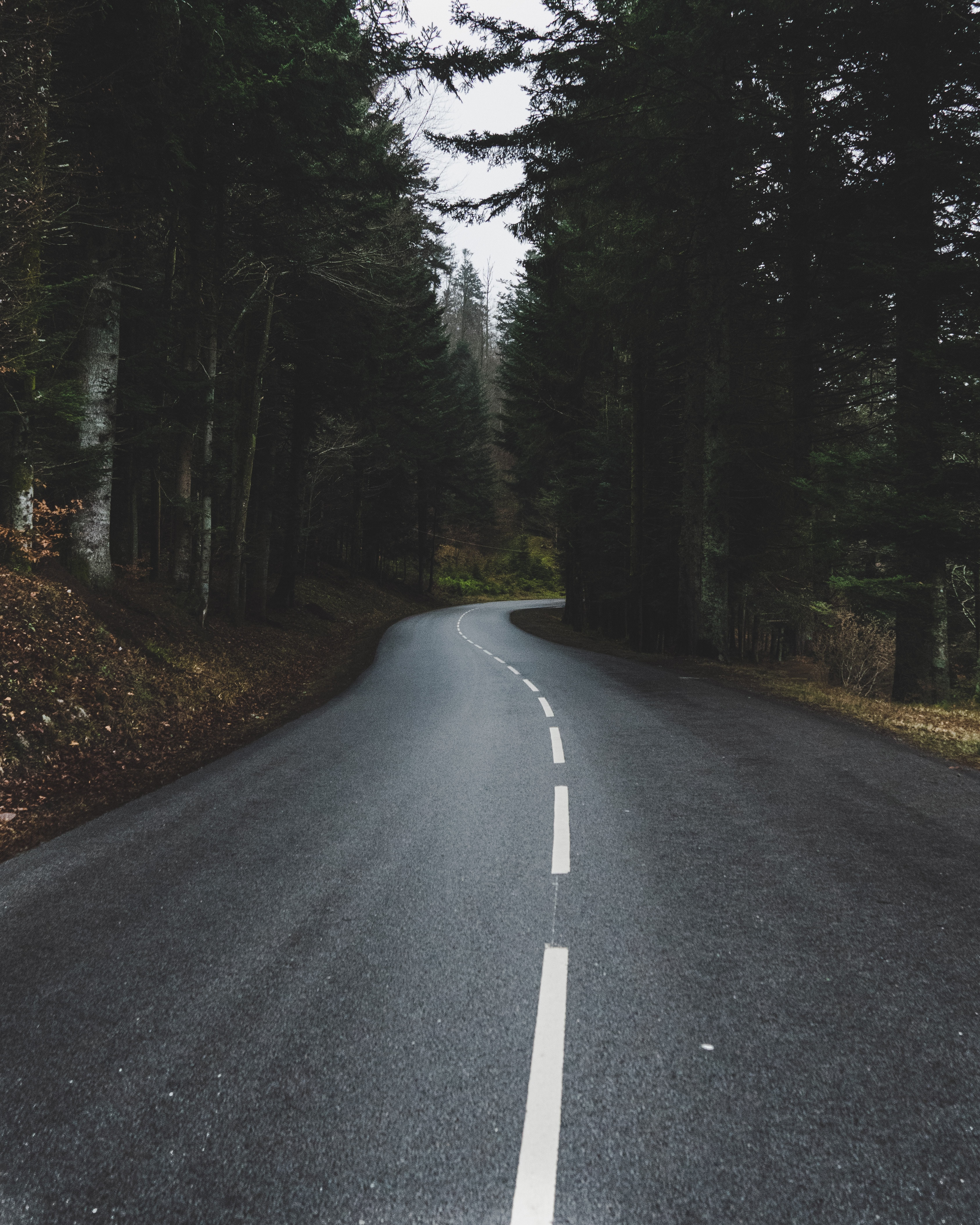 road, nature, trees, turn, forest Free Stock Photo