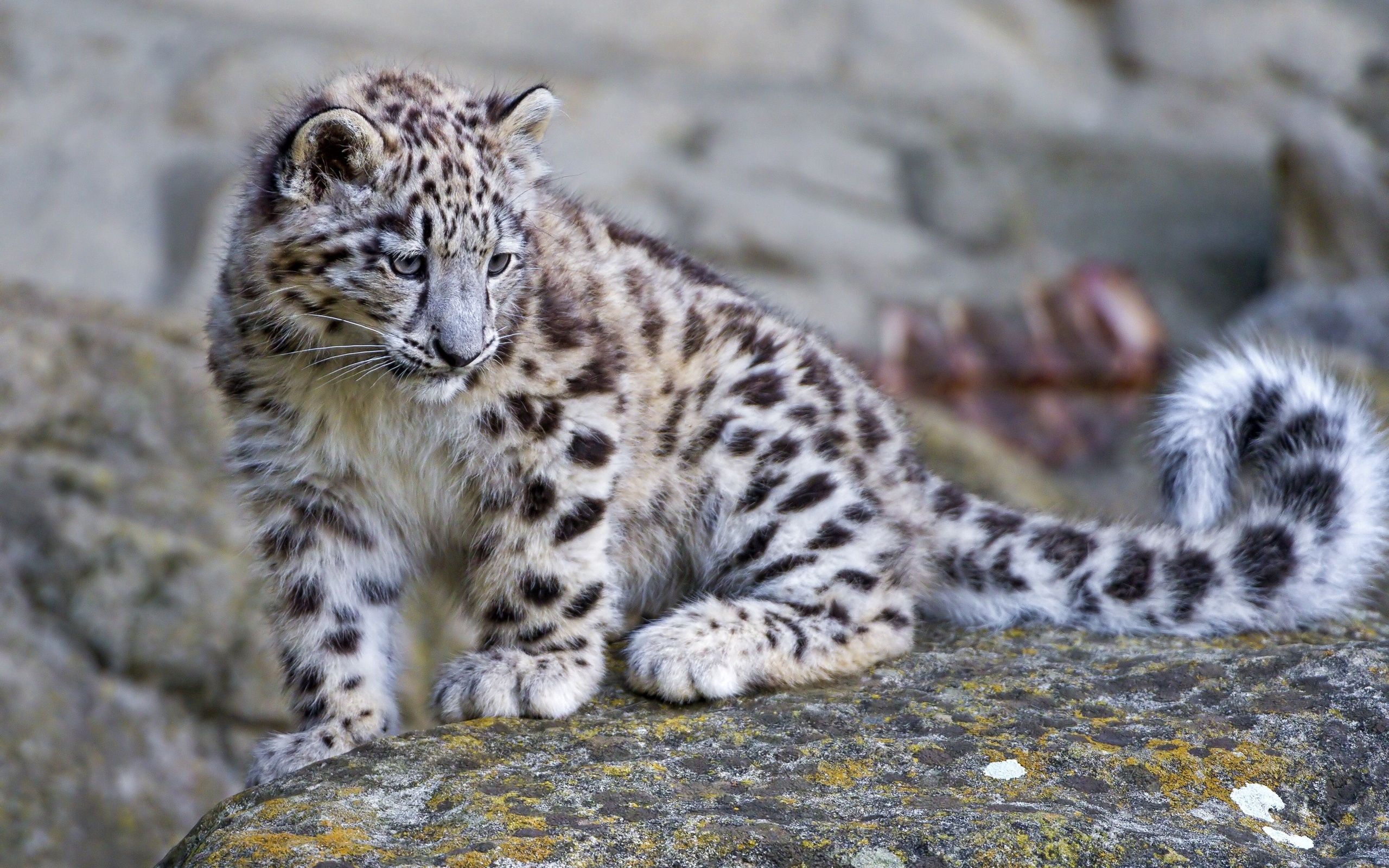 Cool Backgrounds predator, animals, stone, rock Leopard