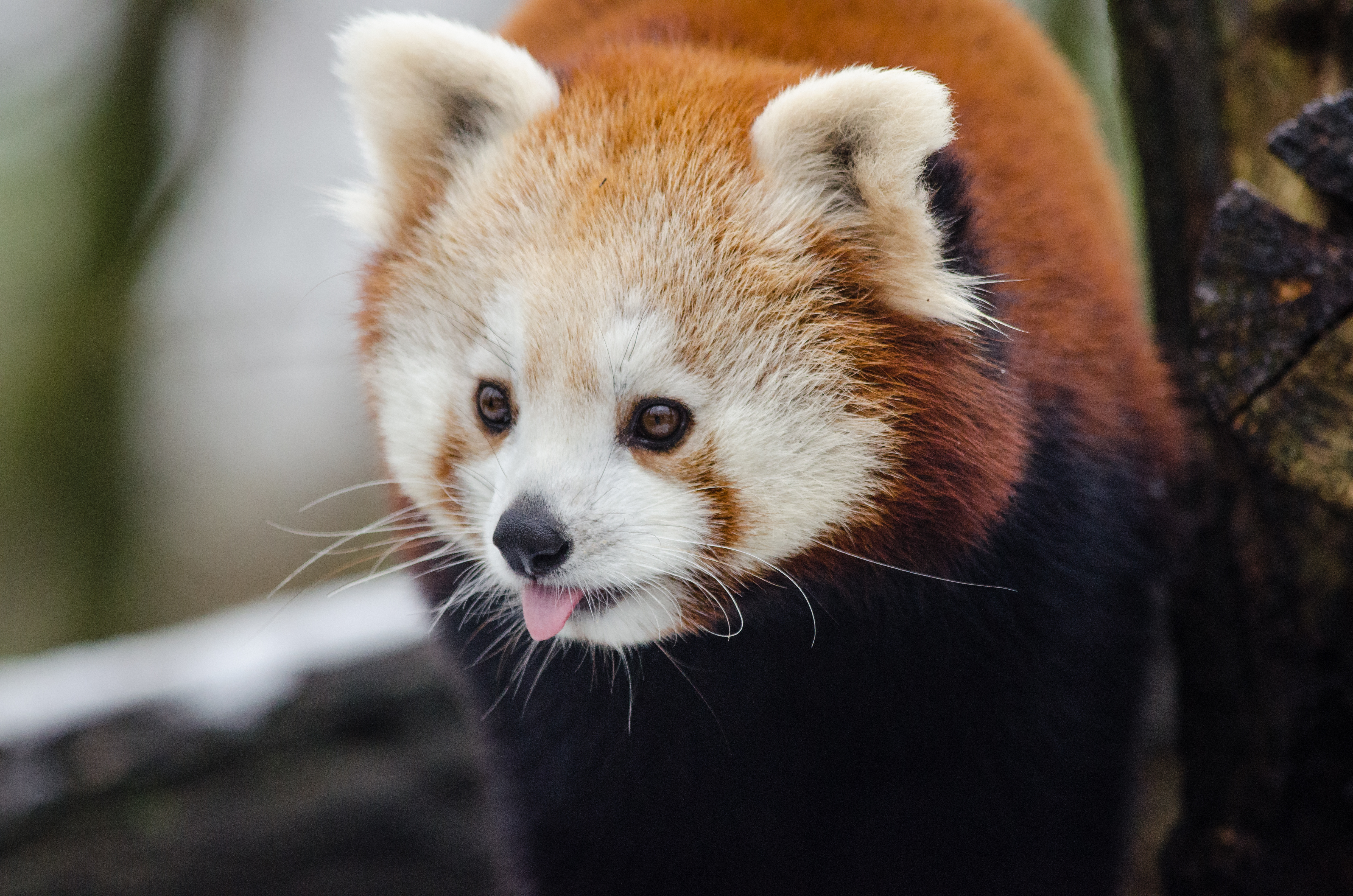 59536 Bild herunterladen tiere, hervorstehende zunge, zunge herausgeklemmt, kleiner panda, feuriger panda, fiery panda - Hintergrundbilder und Bildschirmschoner kostenlos