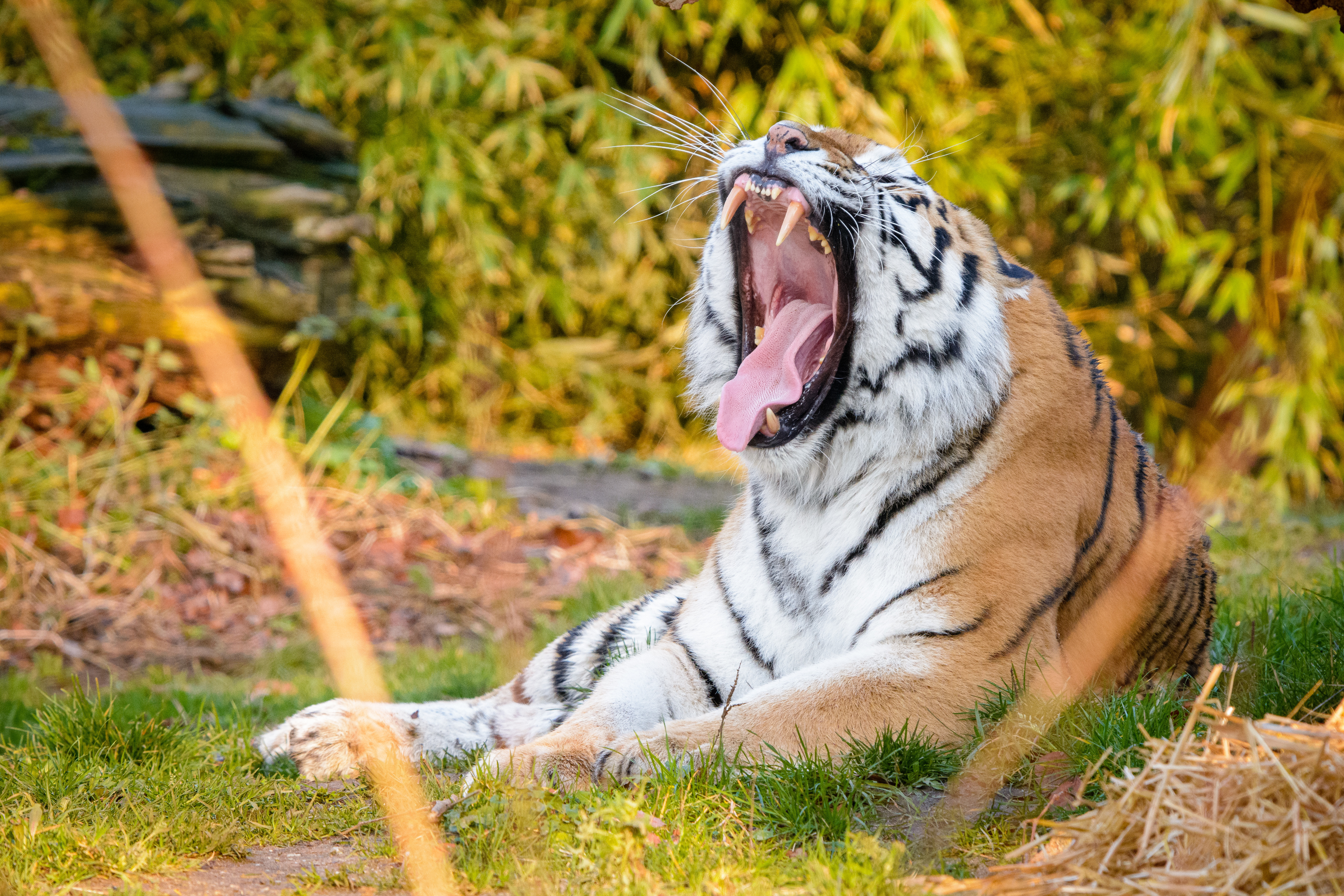 animals, tiger, fangs, to fall, mouth, mustache, moustache Full HD