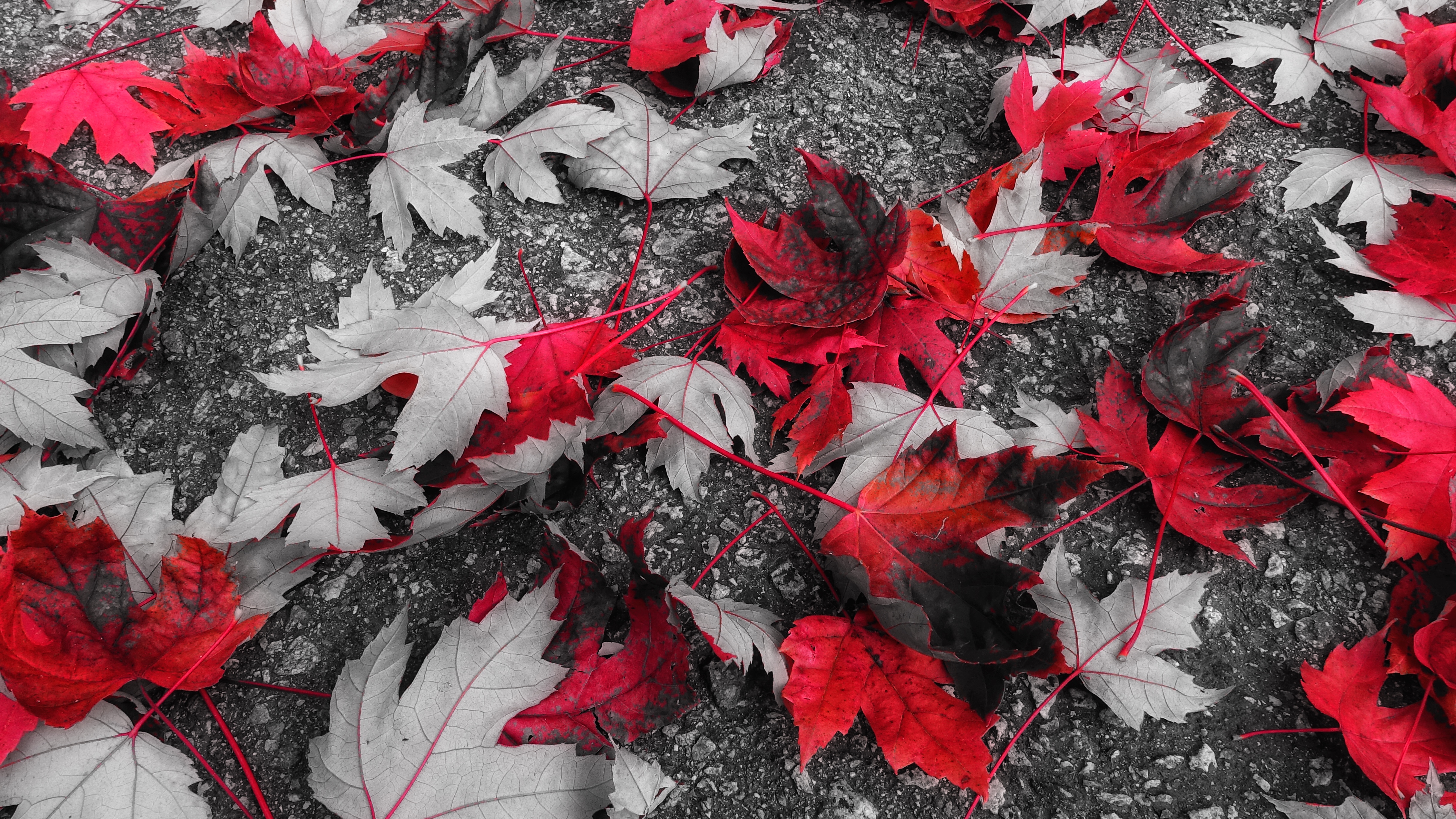 leaves, maple, fallen, nature, autumn, foliage