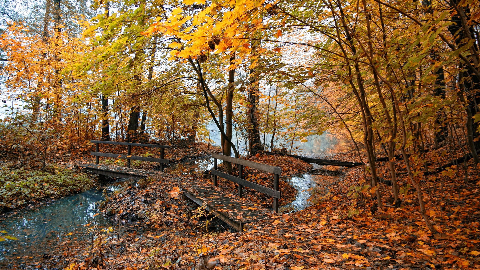 leaves, forest, trees, nature, bridges, yellow, autumn, water
