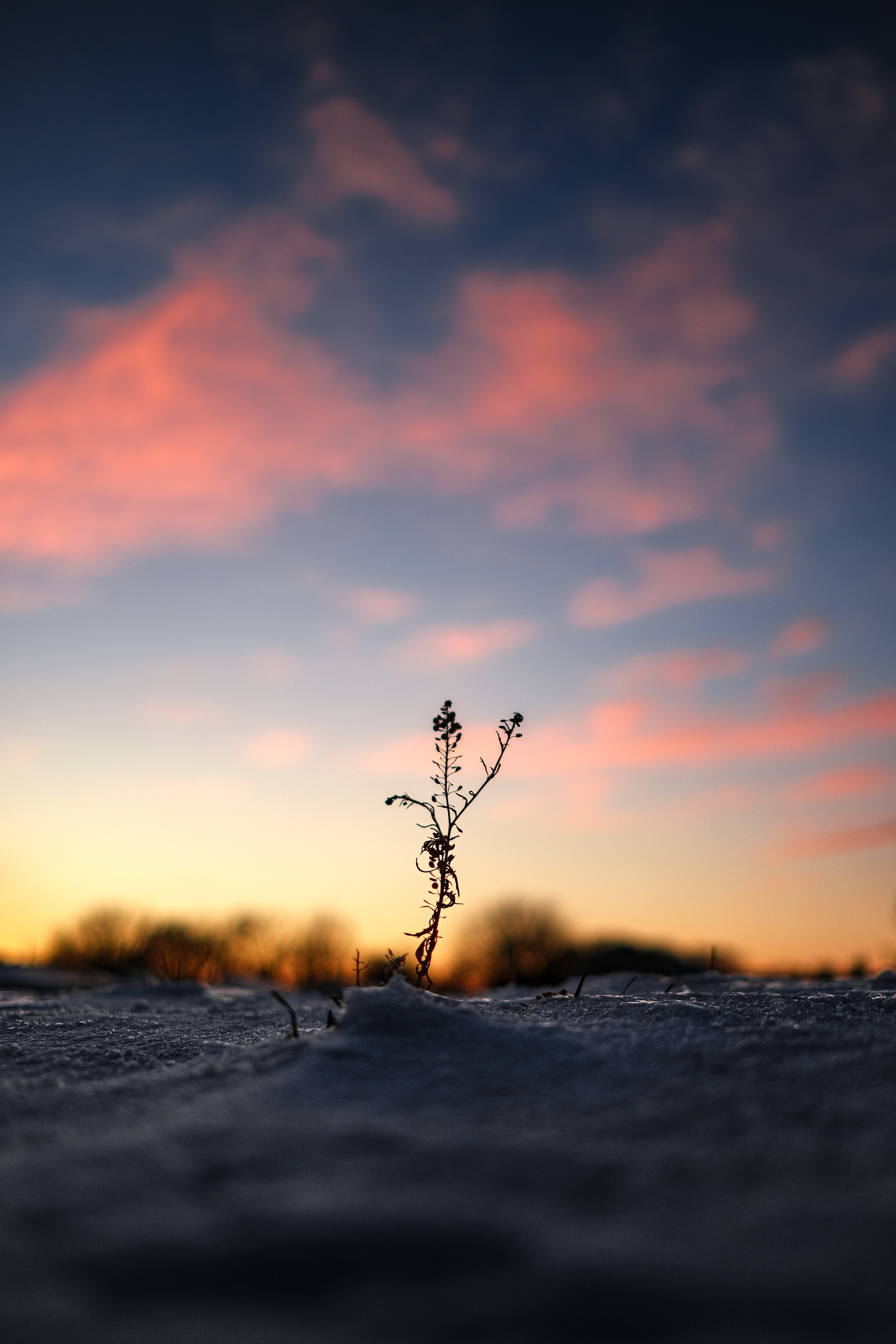 snow, dark, winter, twilight, plant, dusk Full HD