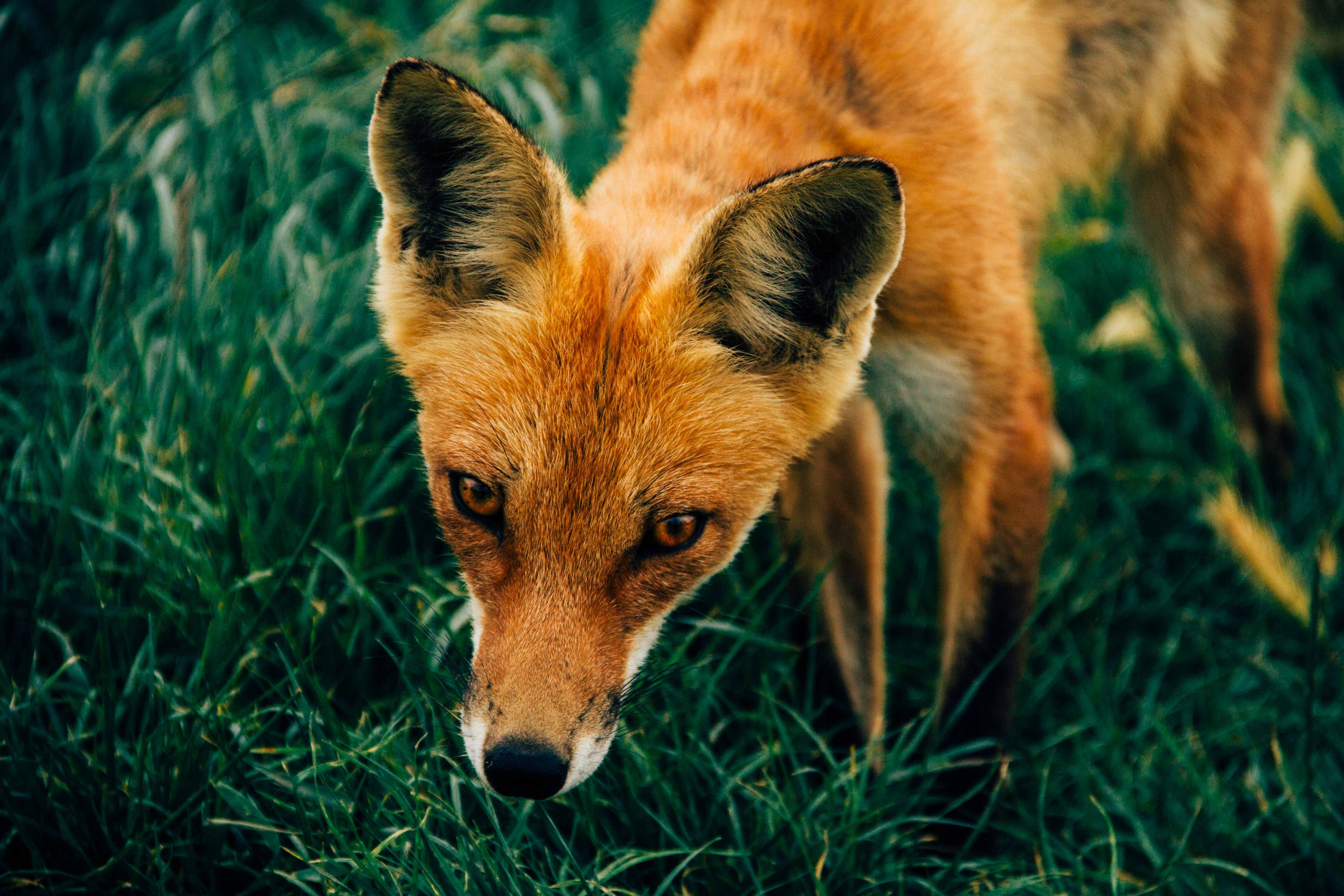 50935 download wallpaper fox, animals, grass, muzzle screensavers and pictures for free