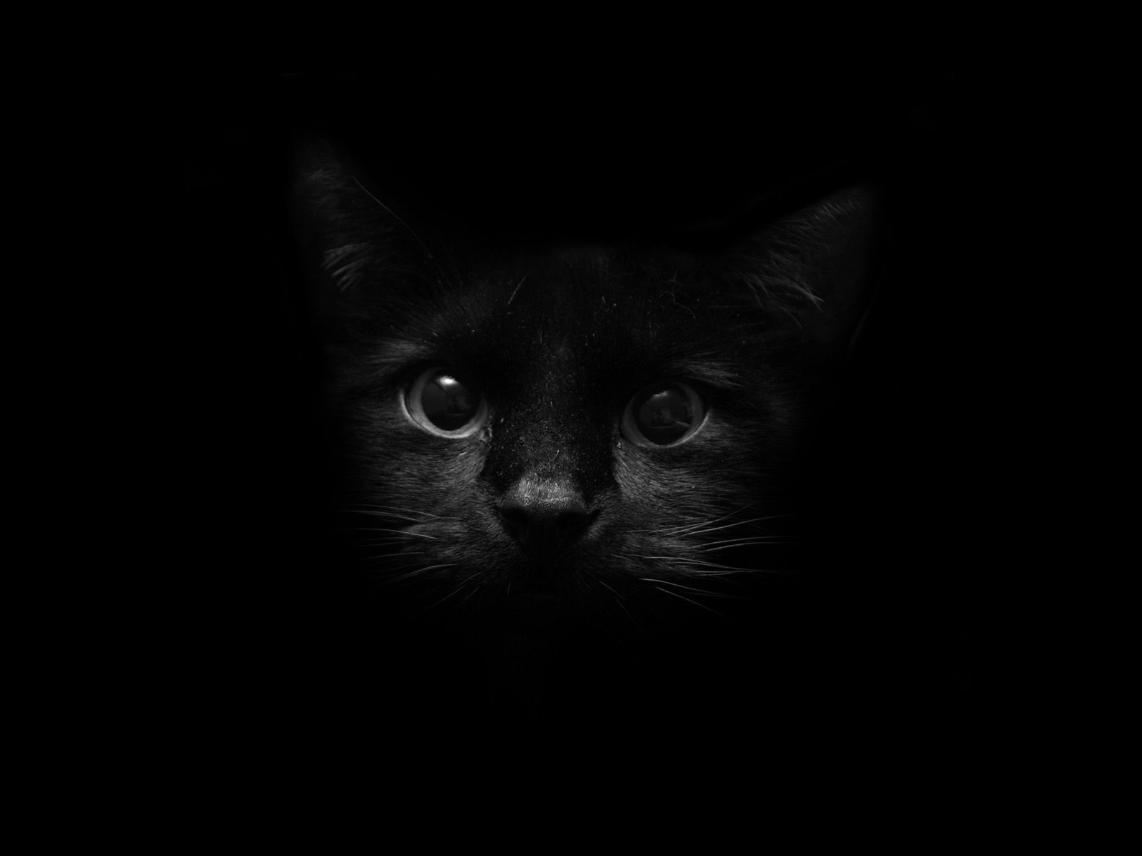 110798 скачать Черные обои на телефон бесплатно, котенок, глаза, морда, тень Черные картинки и заставки на мобильный