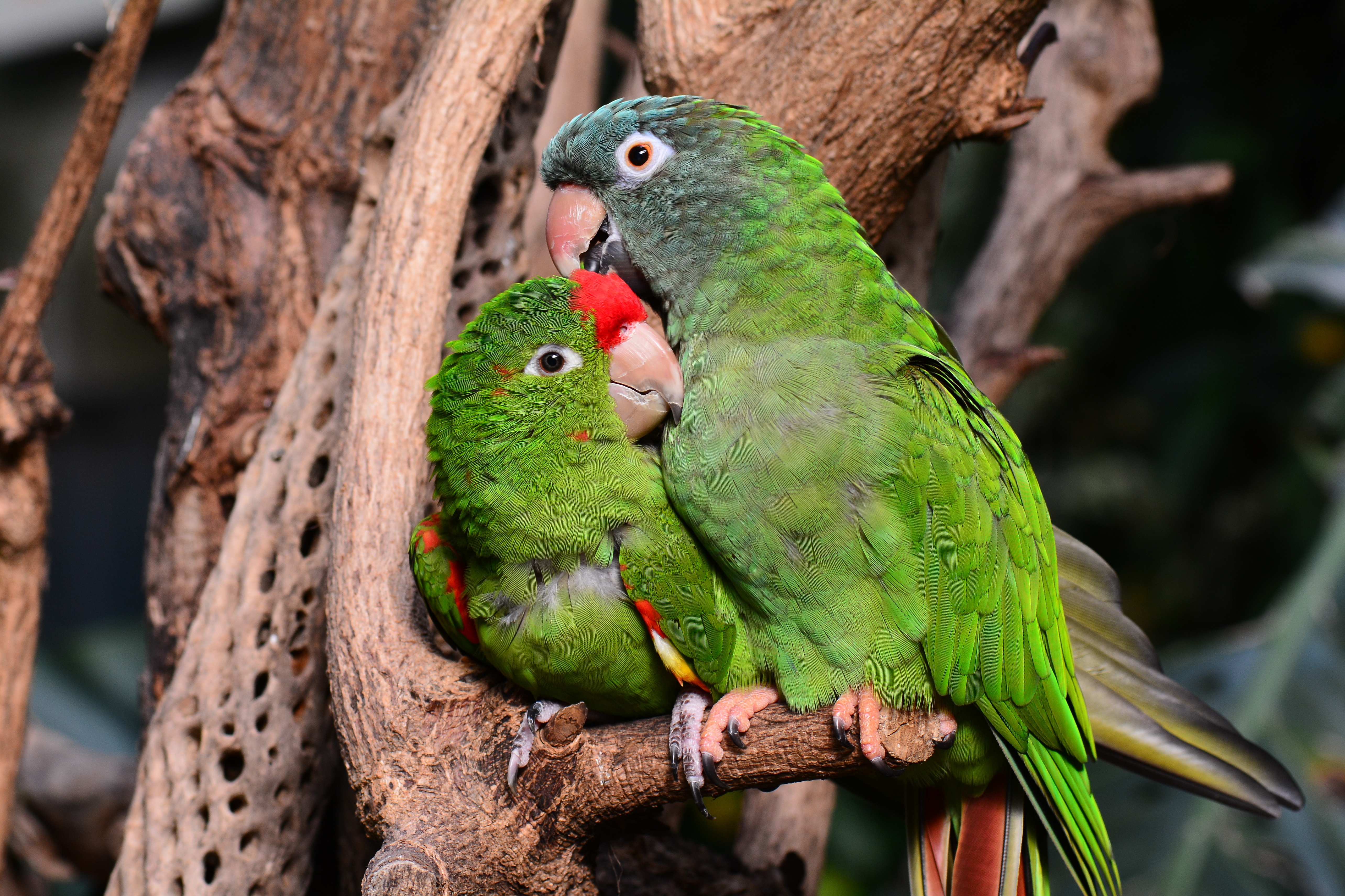 parrots, animals, couple, pair, nice, care, tenderness, nicely, amazon download HD wallpaper