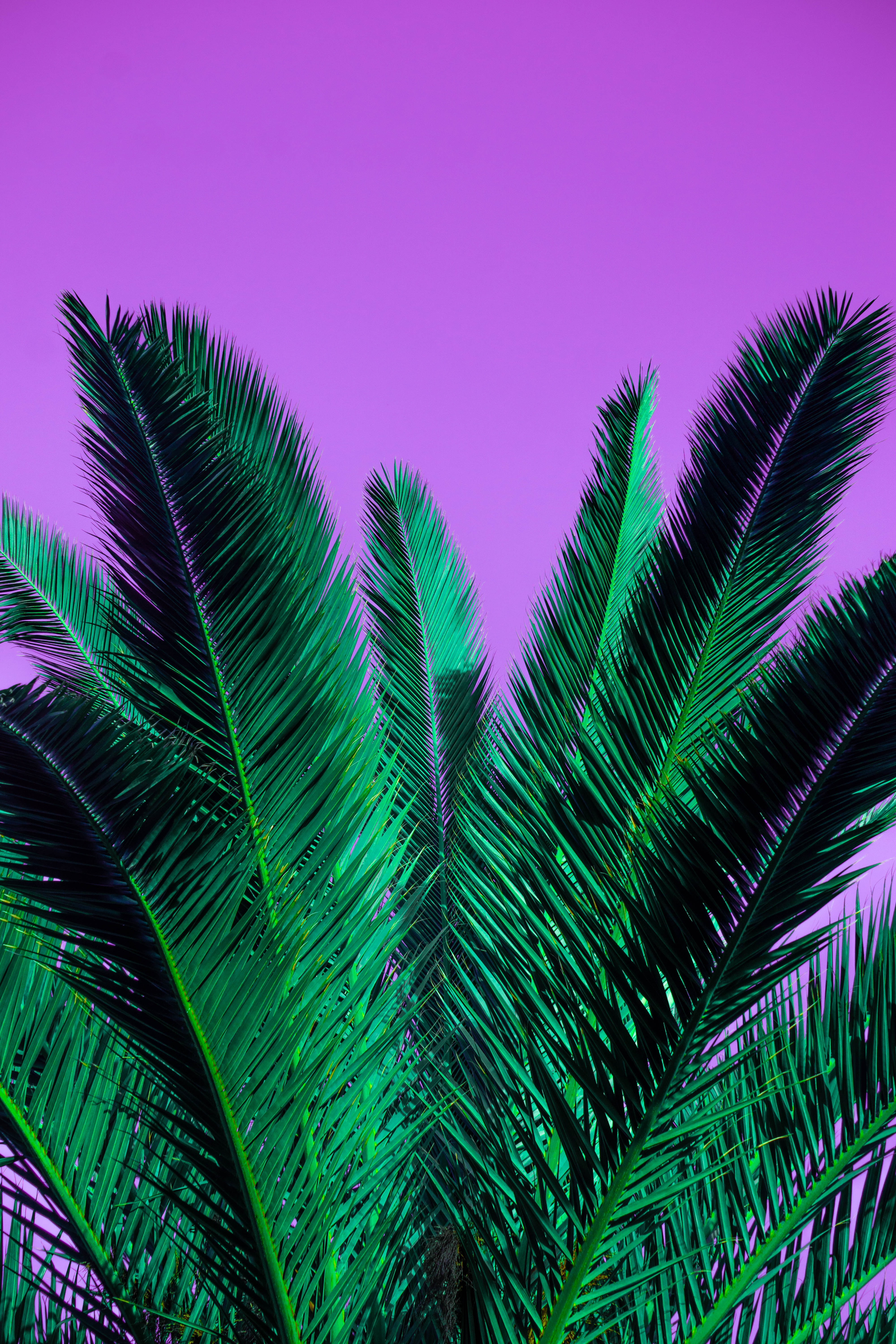 126266 download wallpaper violet, nature, leaves, plant, palm, branches, branch, purple screensavers and pictures for free