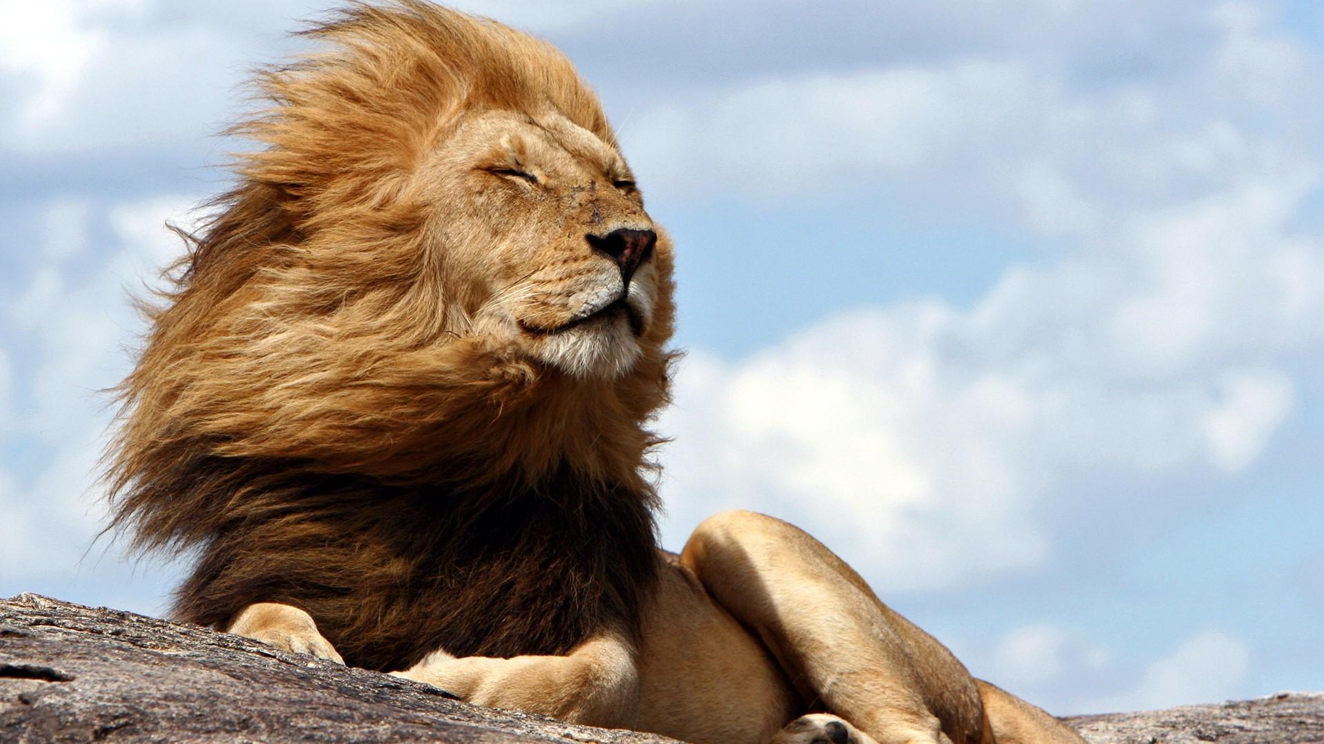 460239 免費下載壁紙 动物, 狮子, 风, 猫 屏保和圖片