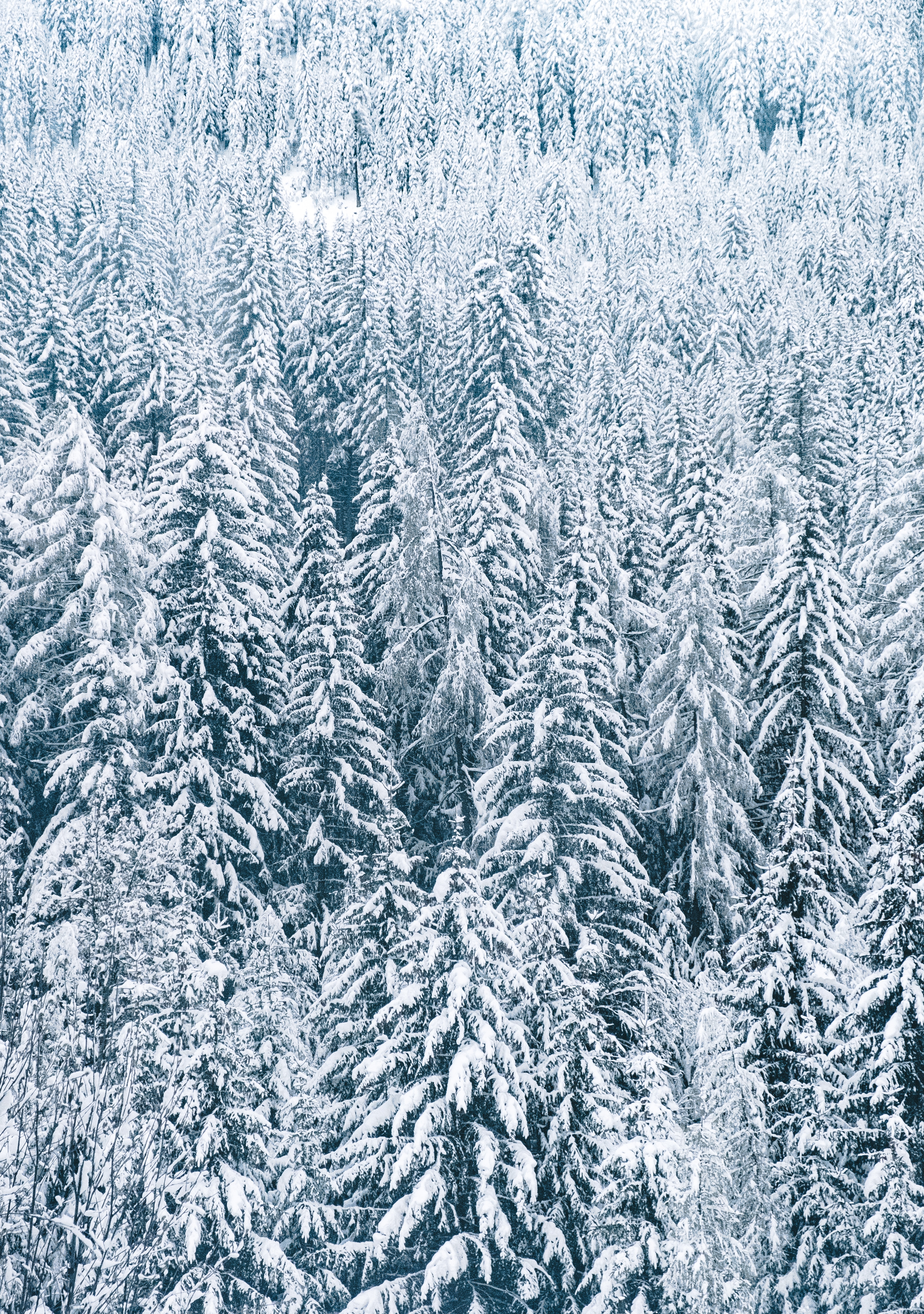 Laden Sie das Winter, Natur, Bäume, Schnee, Tannenbaum, Wald-Bild kostenlos auf Ihren PC-Desktop herunter