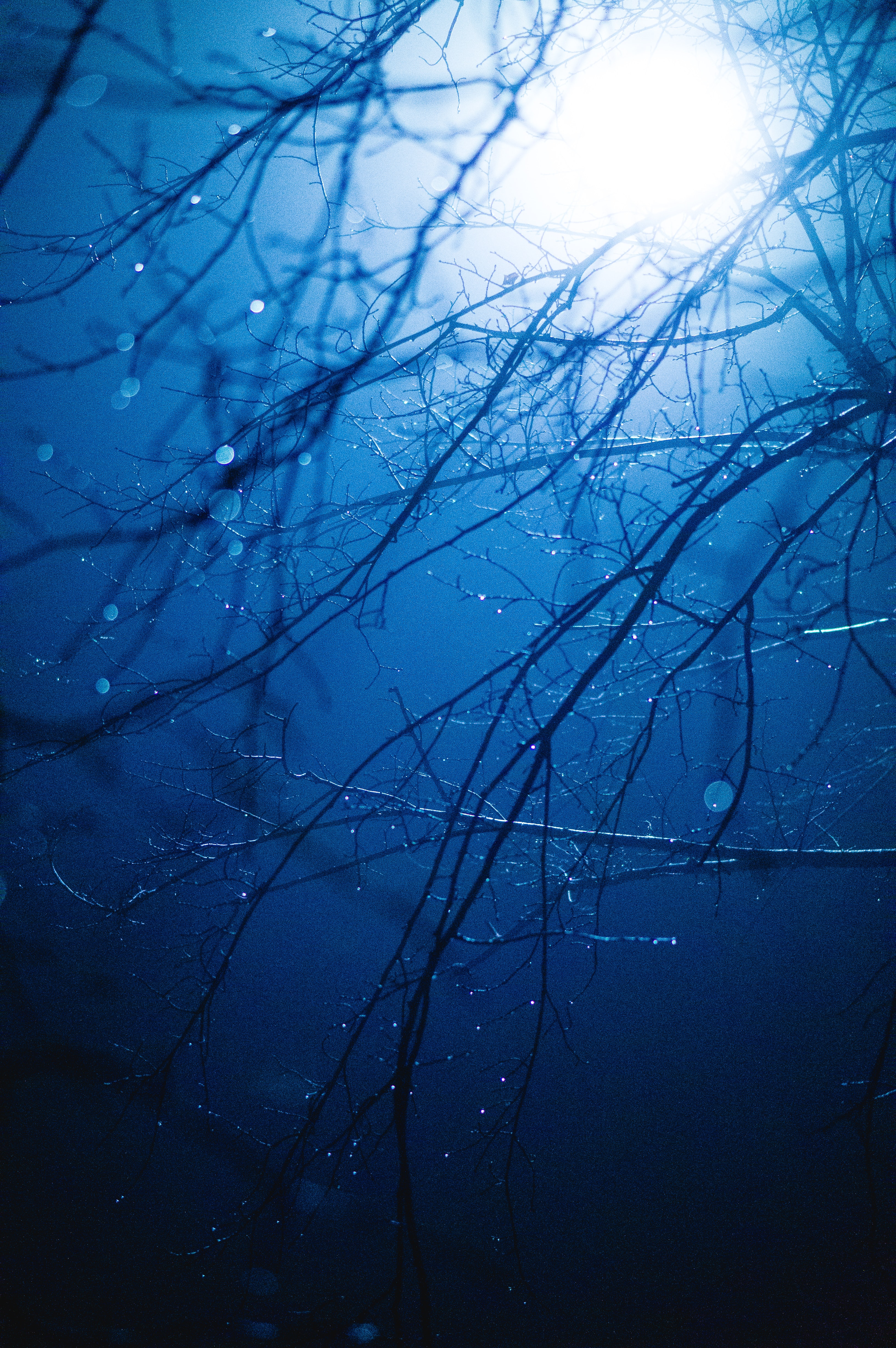 glare, dark, wet, drops, shine, light, branches Free Stock Photo