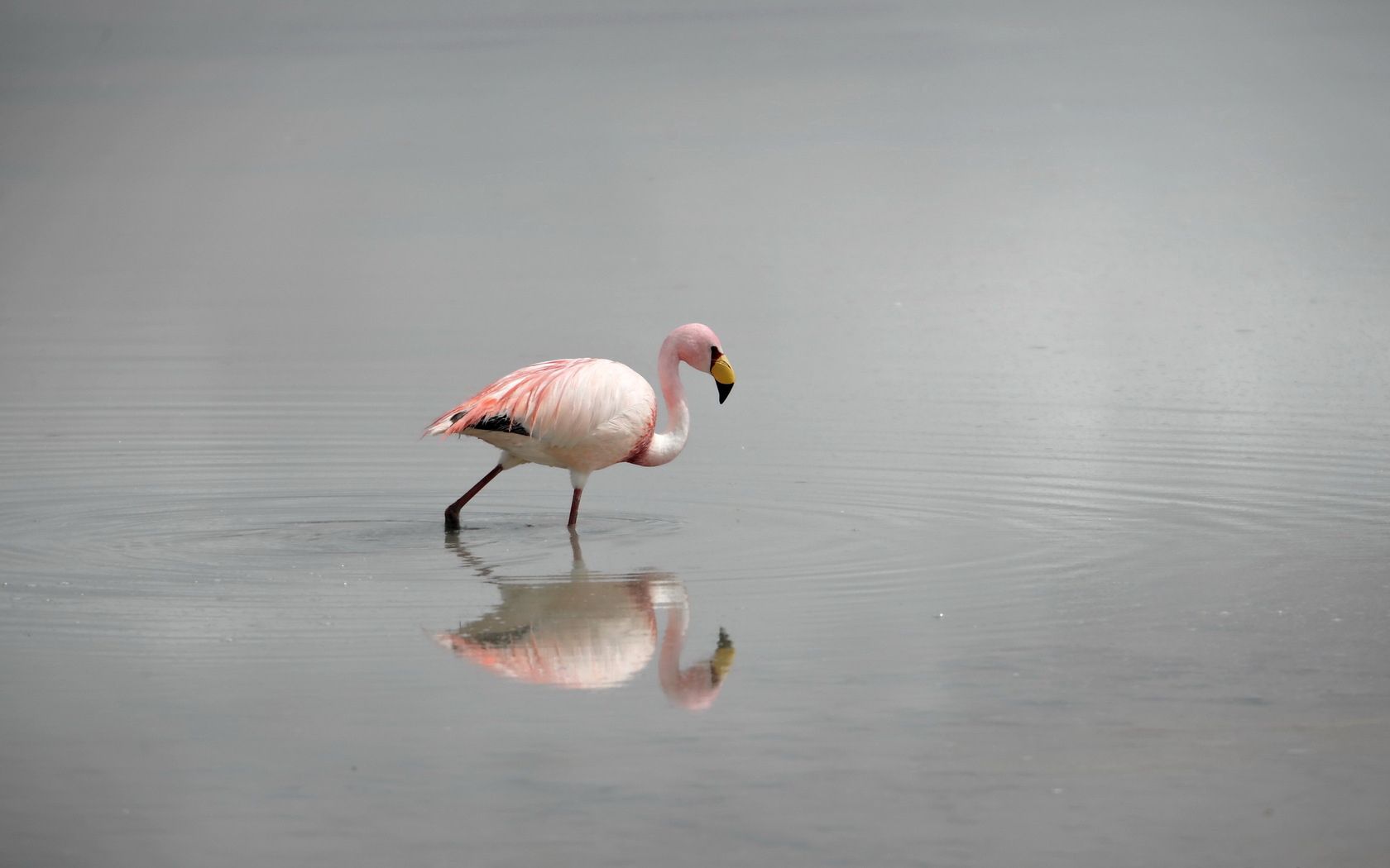 61803 Hintergrundbild herunterladen tiere, wasser, flamingo, vogel, nebel - Bildschirmschoner und Bilder kostenlos