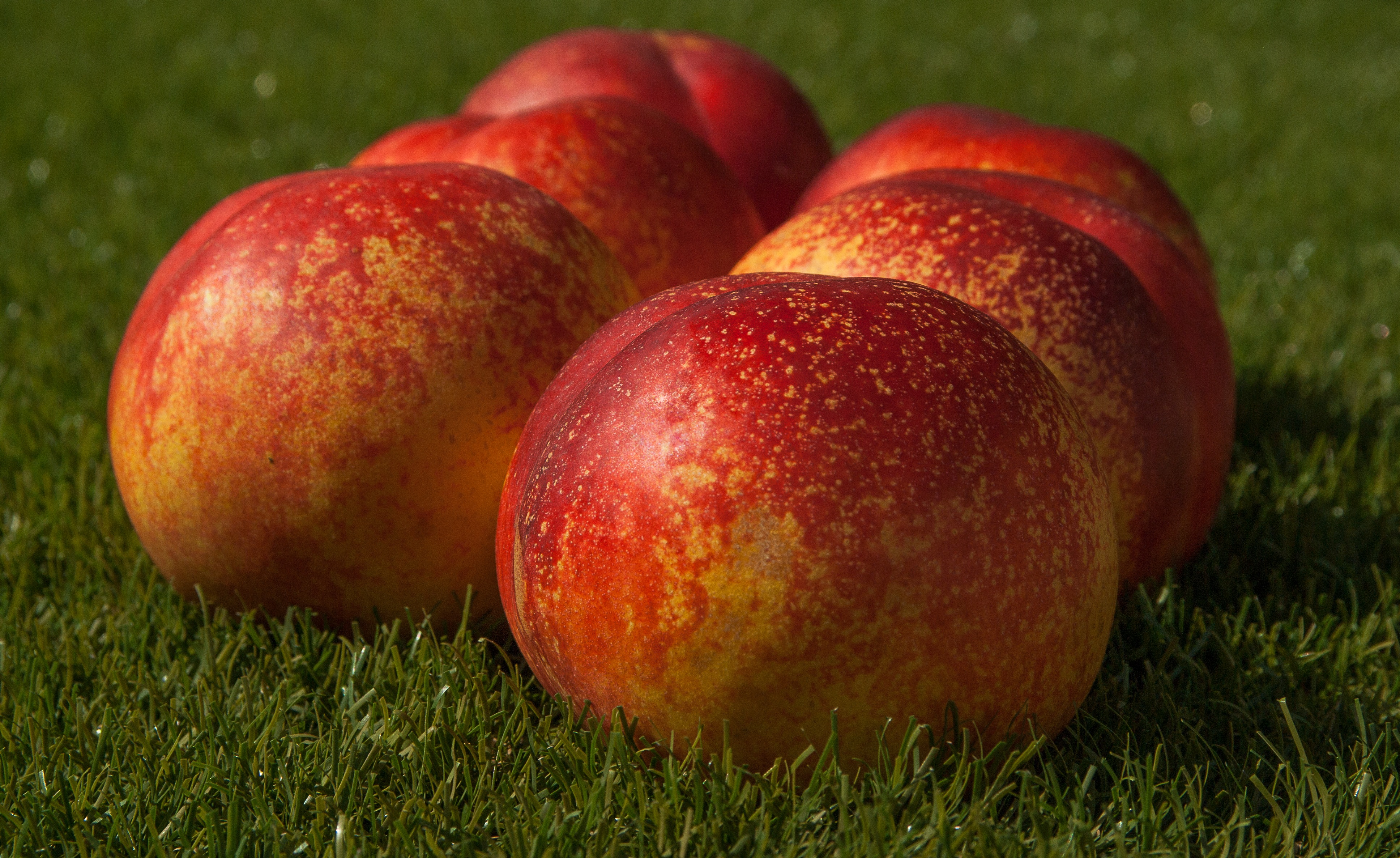 70320 download wallpaper fruits, food, peaches, ripe screensavers and pictures for free