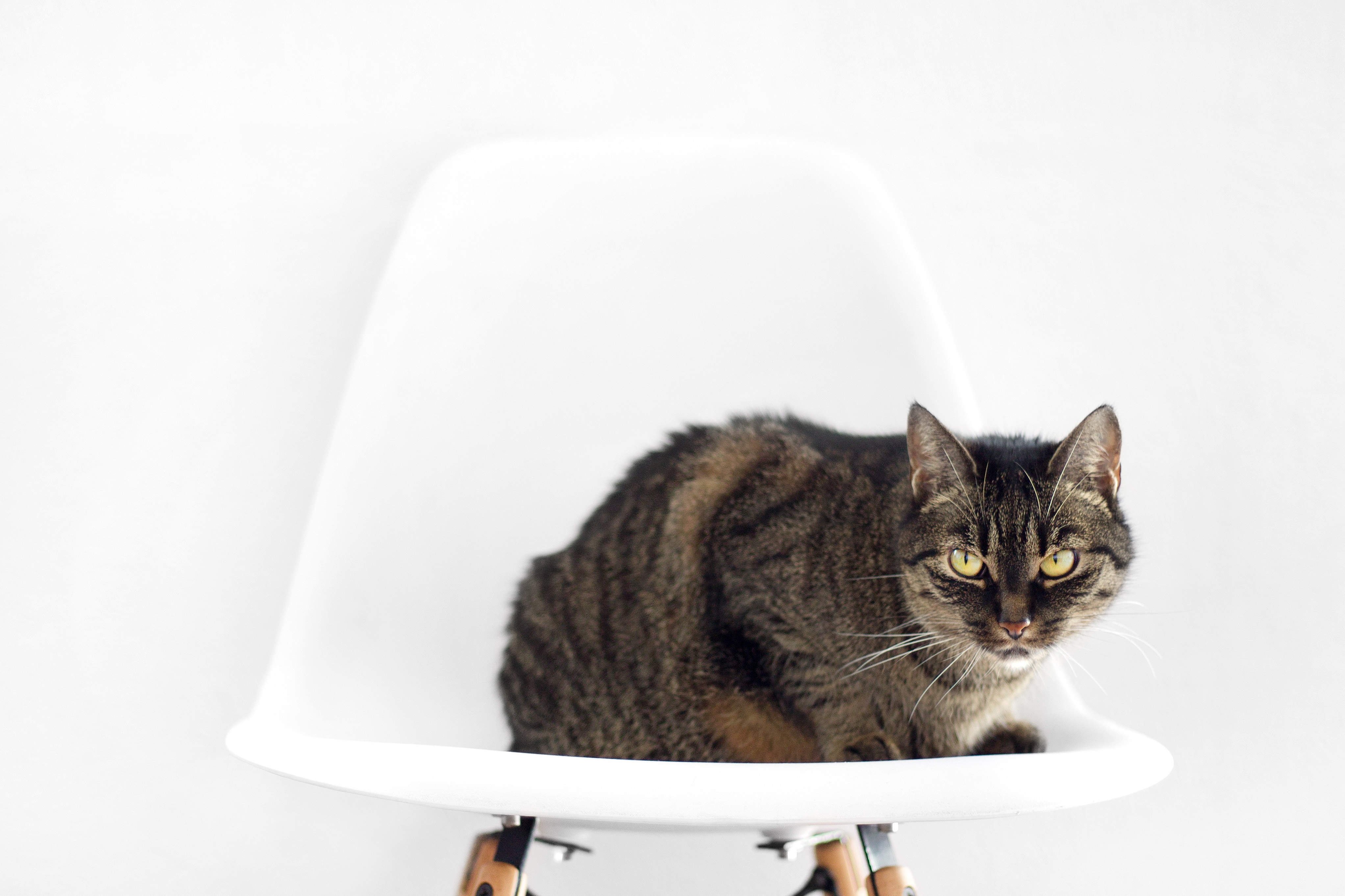 UHD wallpaper cat, animals, chair, sit
