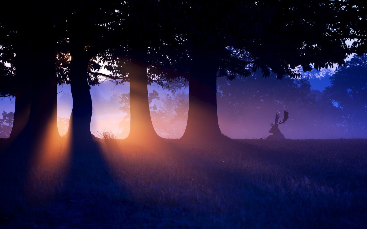 trees, animals, landscape, sunset, deers wallpapers for tablet