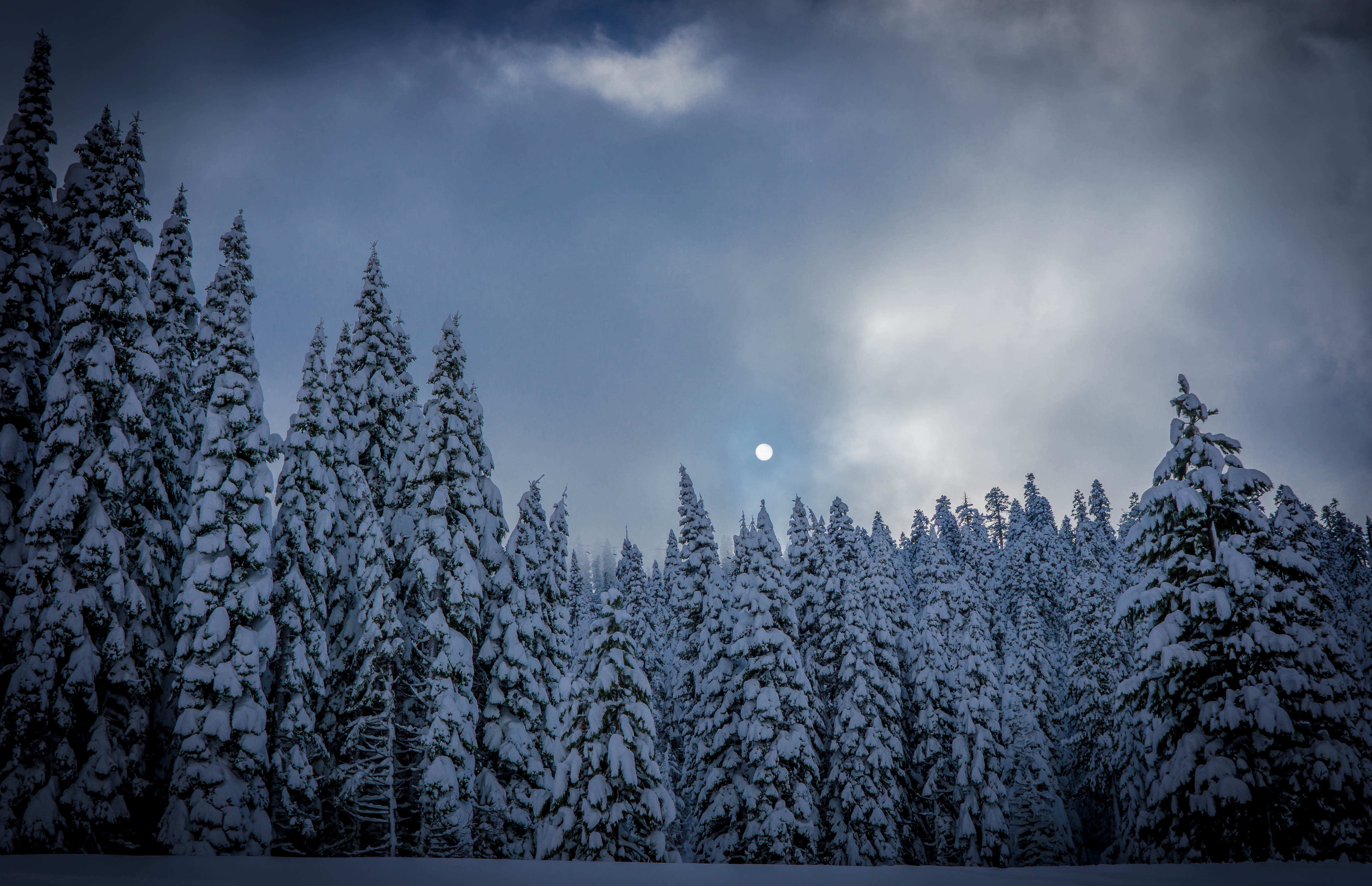 winter, nature, snow, forest, ate Full HD