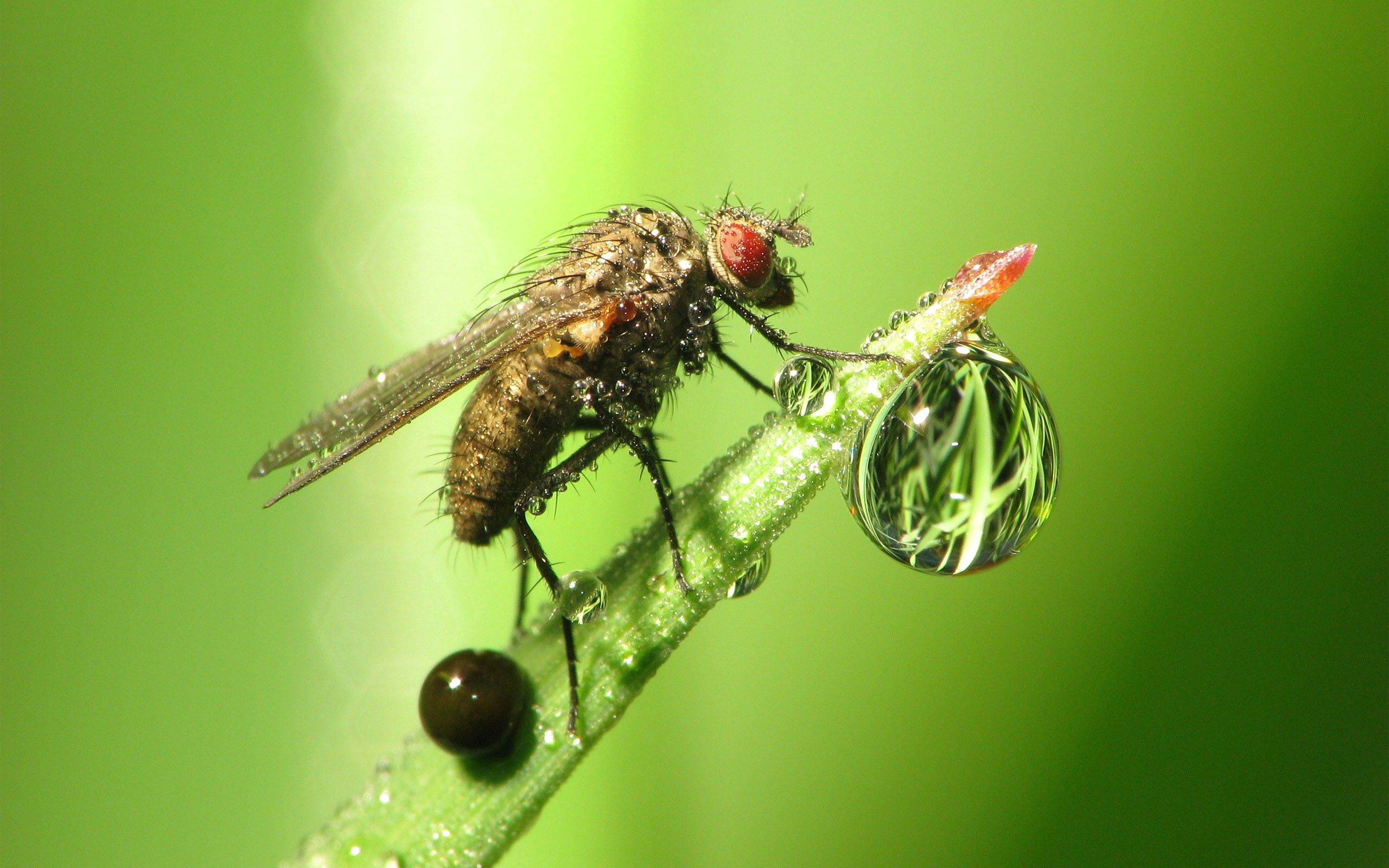 Laden Sie das Grass, Fliegen, Makro, Insekt, Ein Tropfen, Drop, Tau, Fliege-Bild kostenlos auf Ihren PC-Desktop herunter