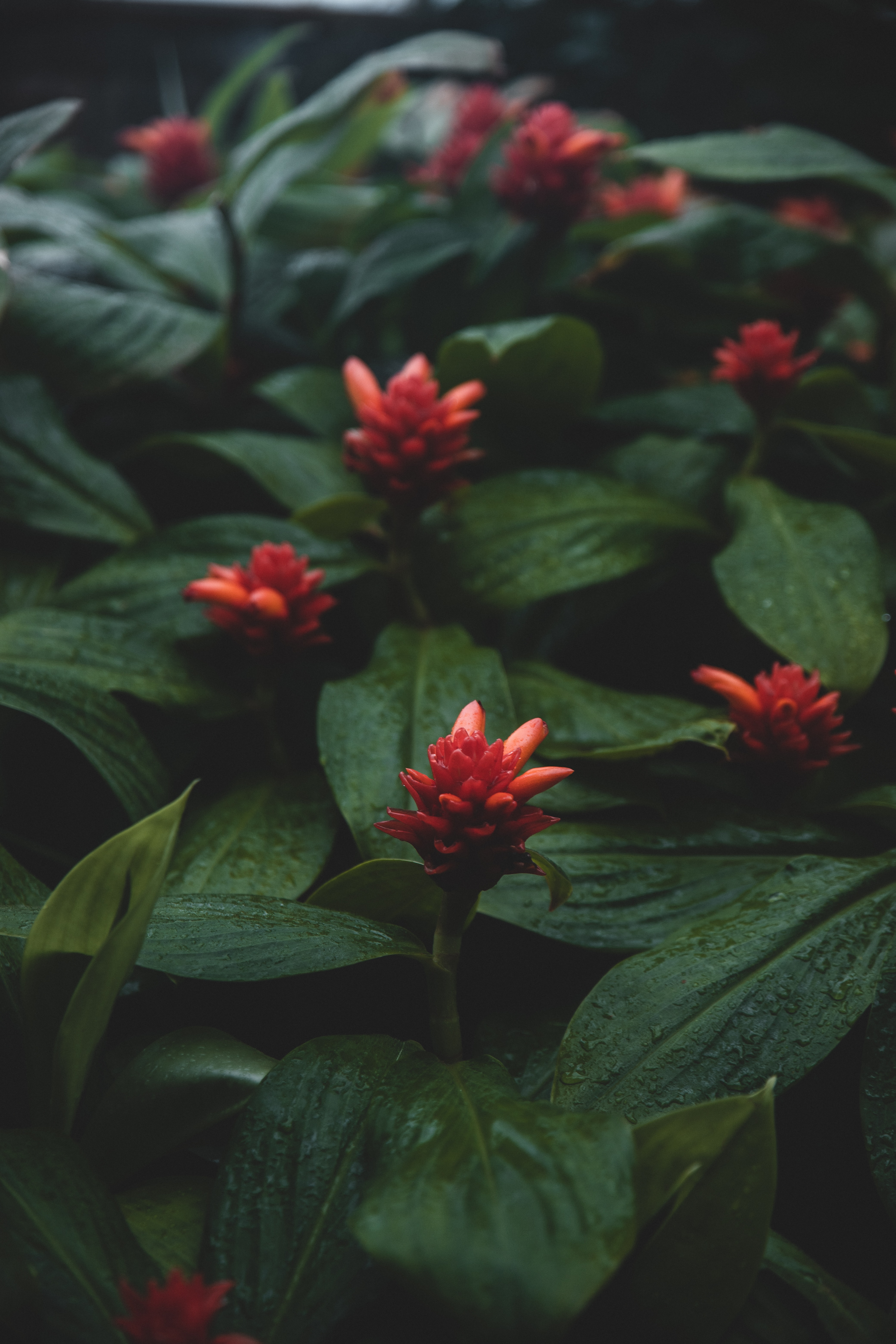 wet, red, plants, flowers, leaves Free Stock Photo