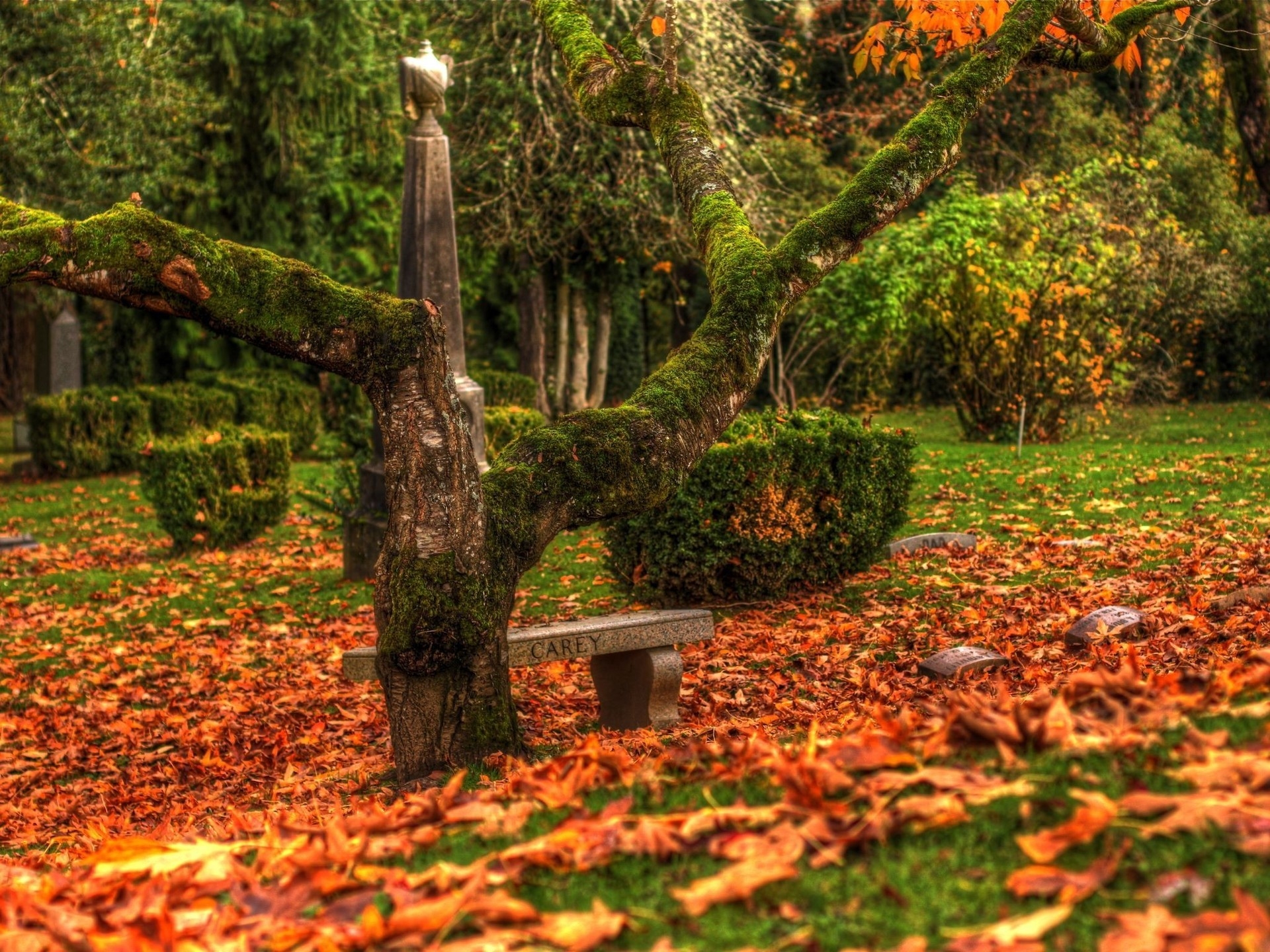 Free Images leaves, tree, wood, nature Bench