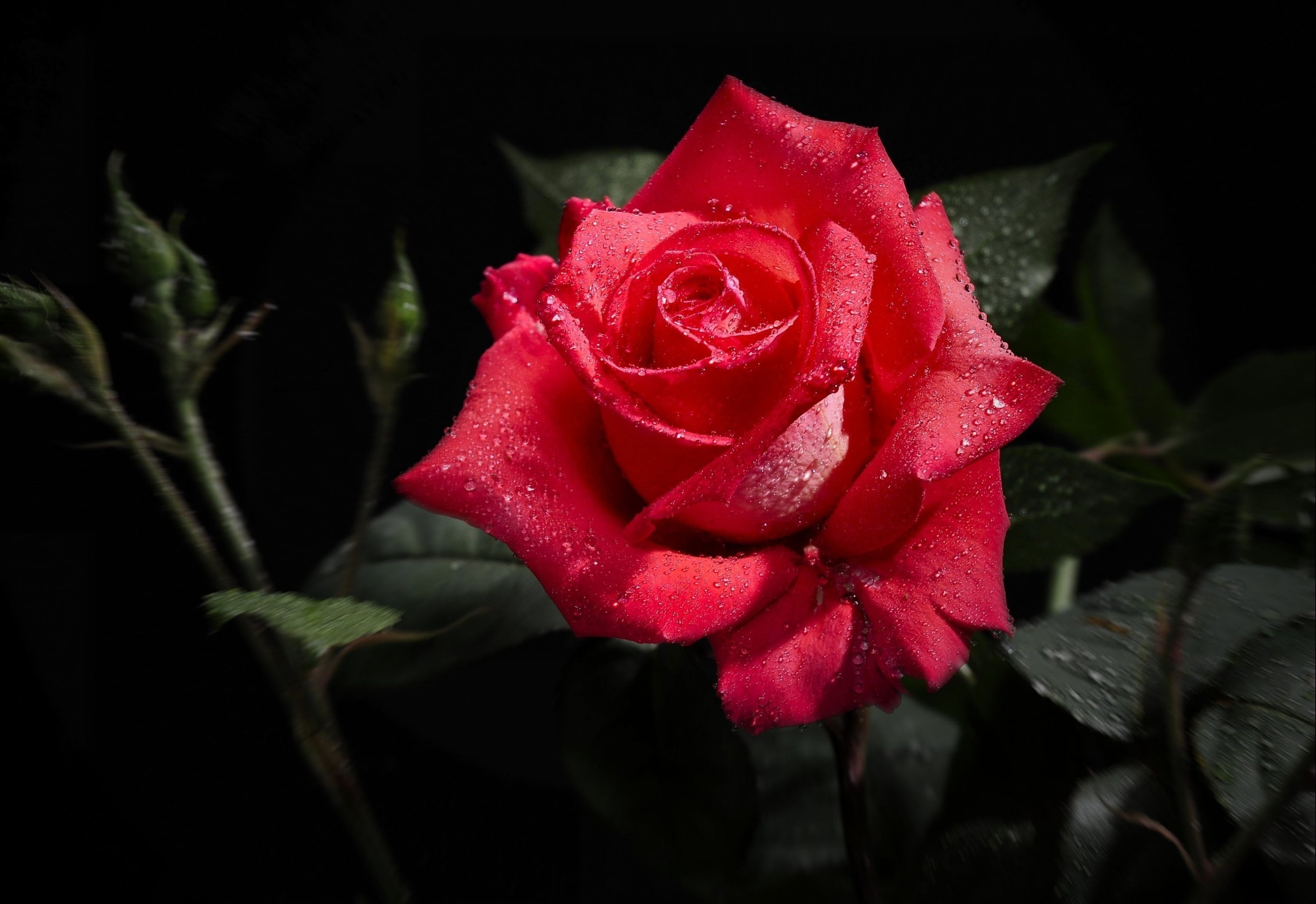 rose, rose flower, flowers, macro, black background
