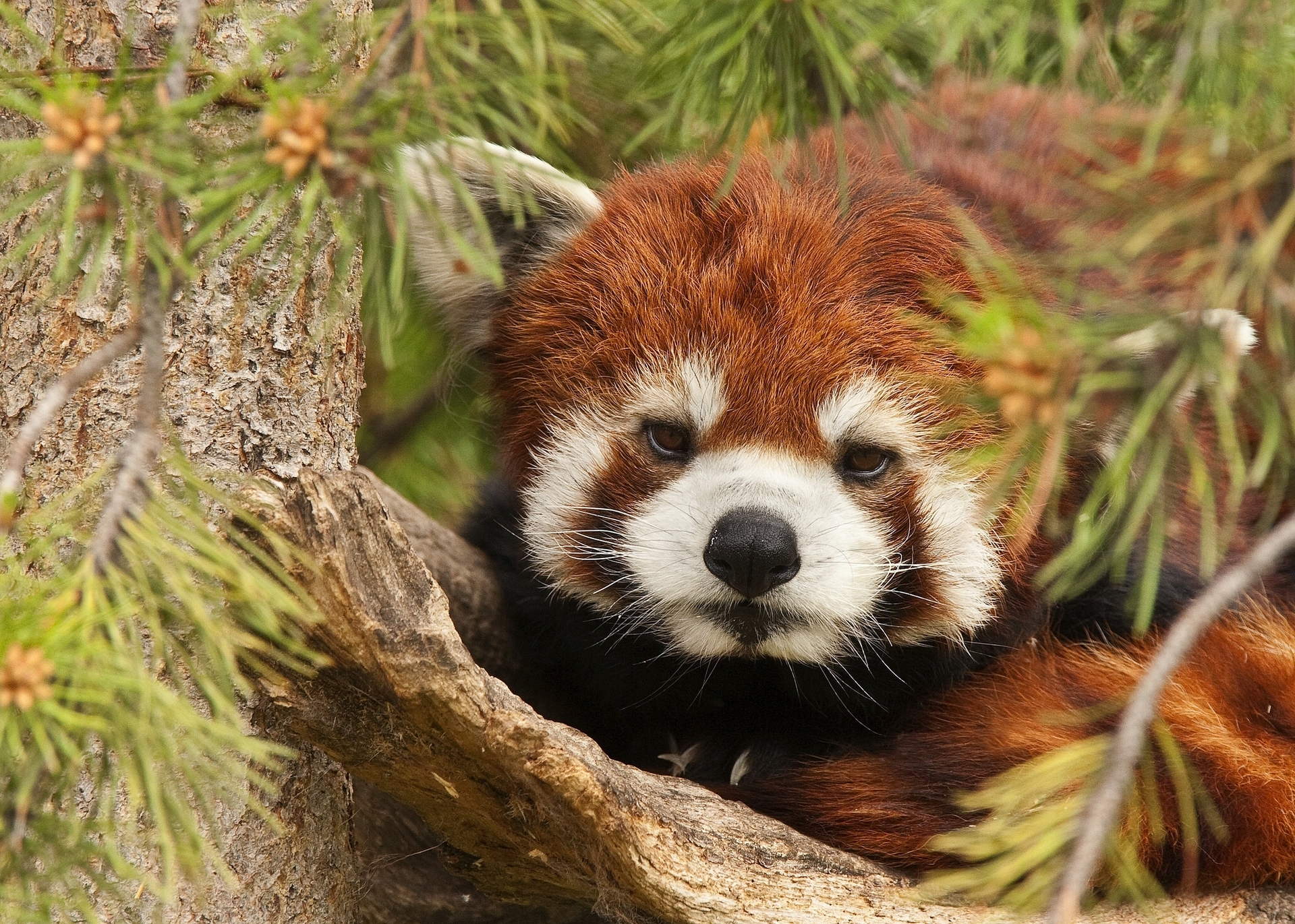 Handy-Wallpaper Tiere, Schnauze, Roter Panda, Kleiner Panda kostenlos herunterladen.