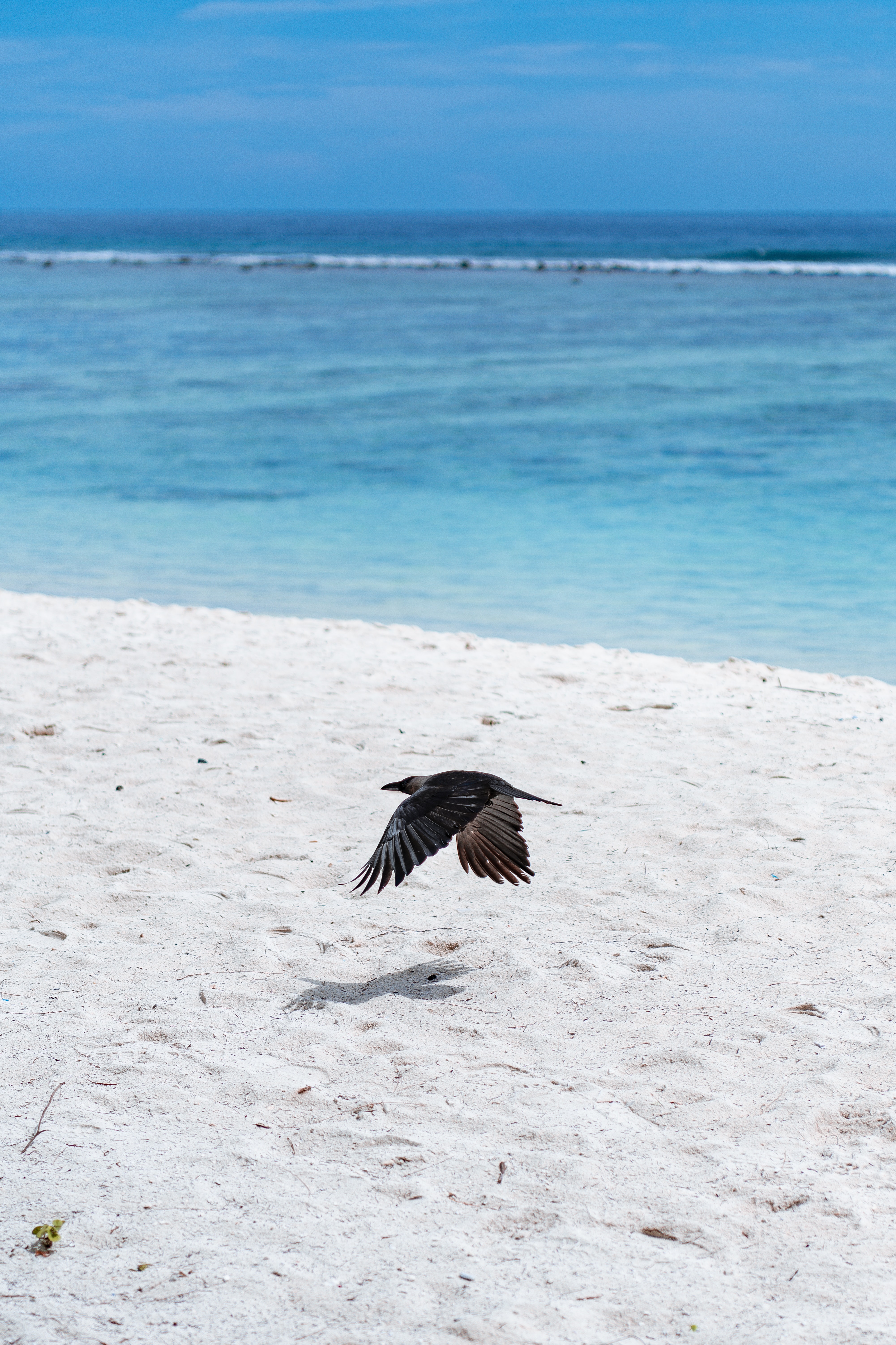 Laden Sie das Tiere, Strand, Sand, Vogel, Flug, Flügel-Bild kostenlos auf Ihren PC-Desktop herunter