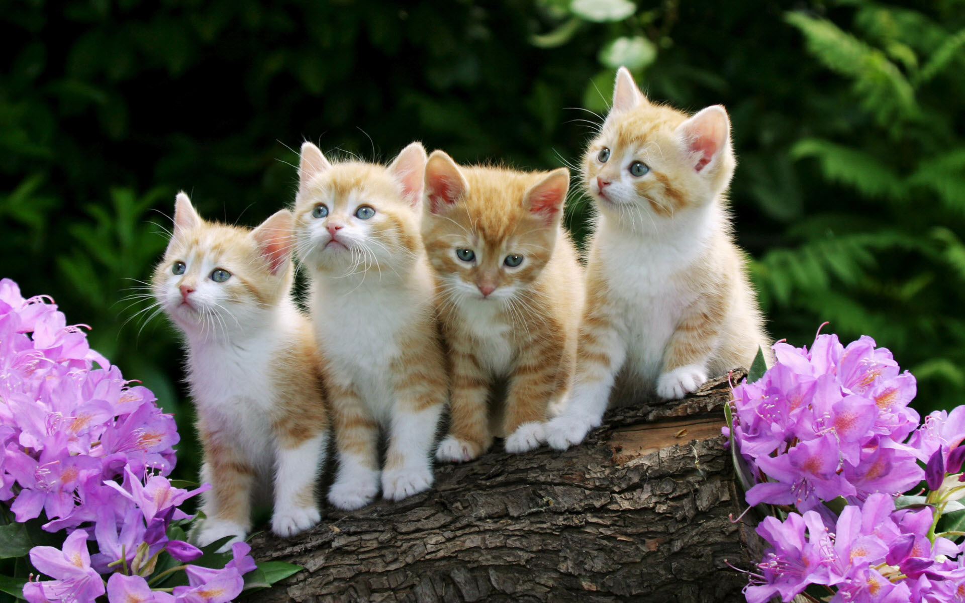 262279壁紙のダウンロードネコ, 春, 猫, 動物, 赤ちゃん動物, 可愛い, 子猫-スクリーンセーバーと写真を無料で