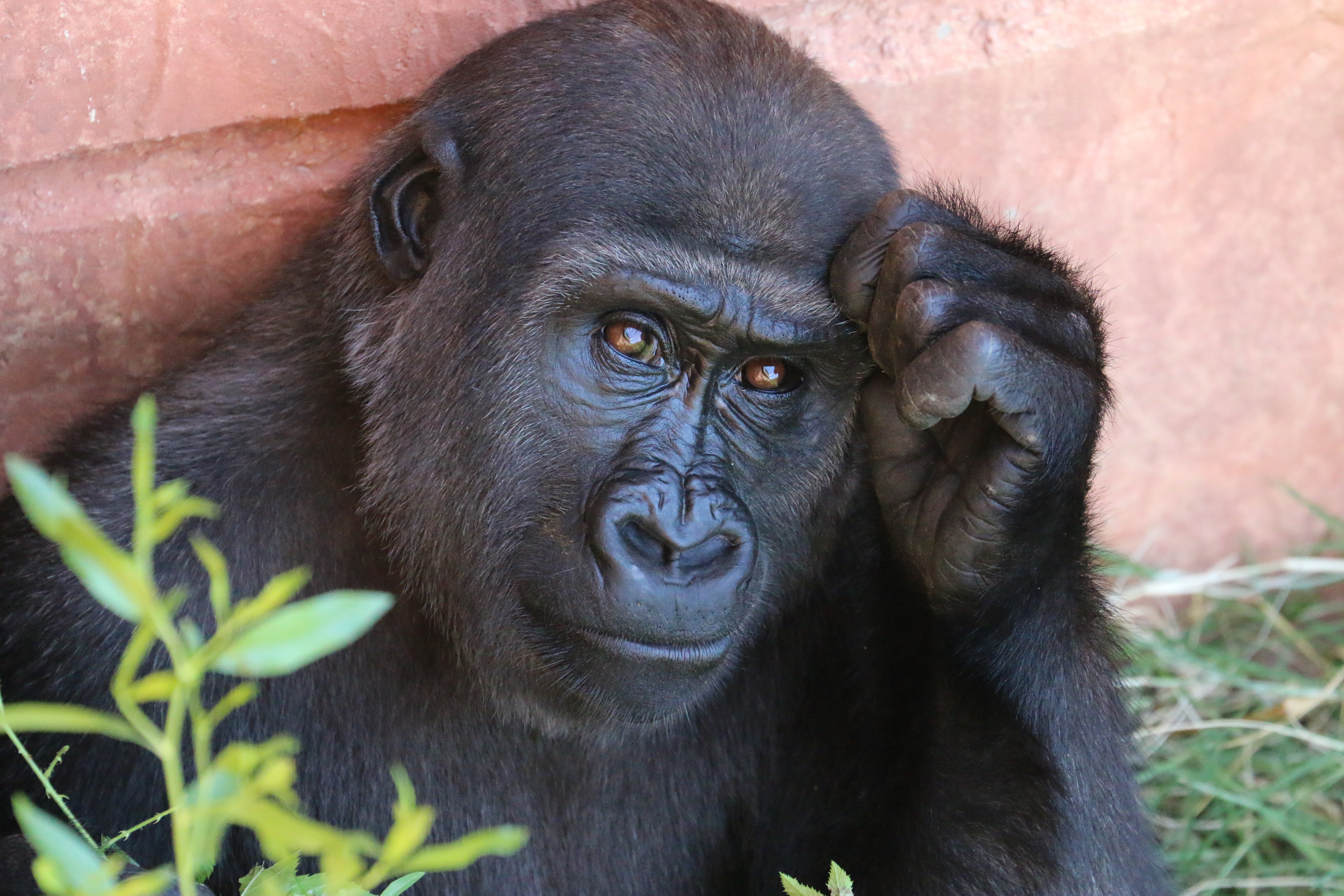 88586 Bildschirmschoner und Hintergrundbilder Ein Affe auf Ihrem Telefon. Laden Sie gorilla, primas, affe, primaten Bilder kostenlos herunter