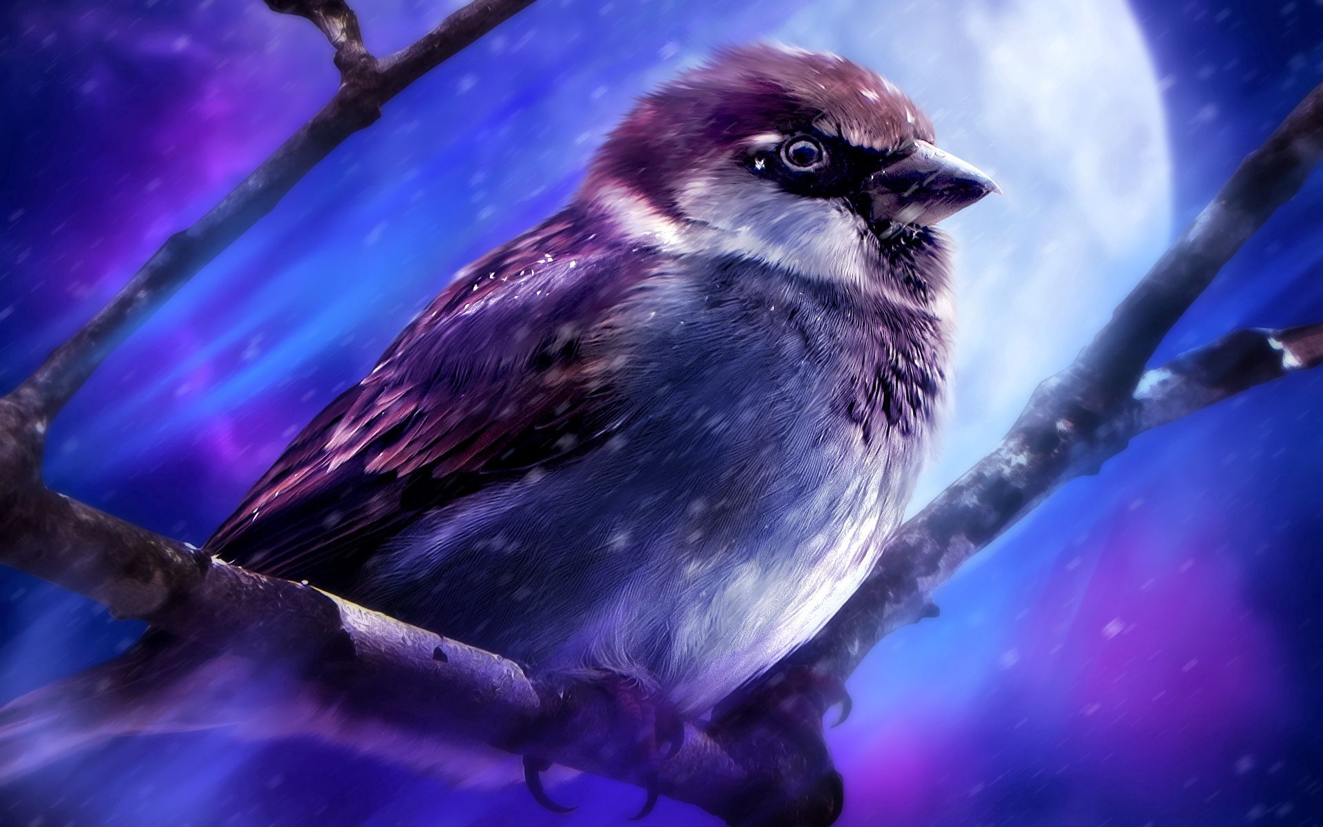 sparrow, art, branches, animals collection of HD wallpaper