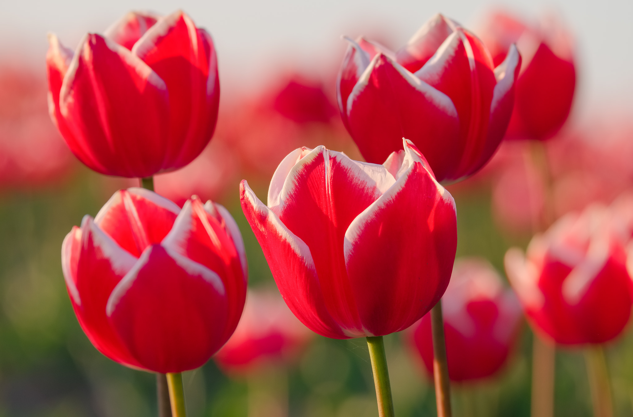 78663 Bildschirmschoner und Hintergrundbilder Tulpen auf Ihrem Telefon. Laden Sie knospen, blumen, blütenblätter Bilder kostenlos herunter