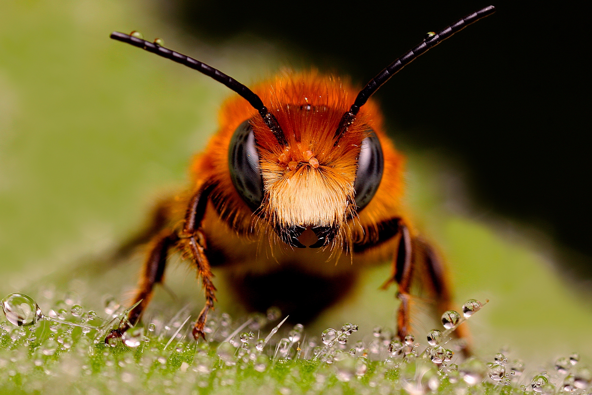 64337 Screensavers and Wallpapers Insect for phone. Download insect, drops, macro, eyes, surface, bee pictures for free