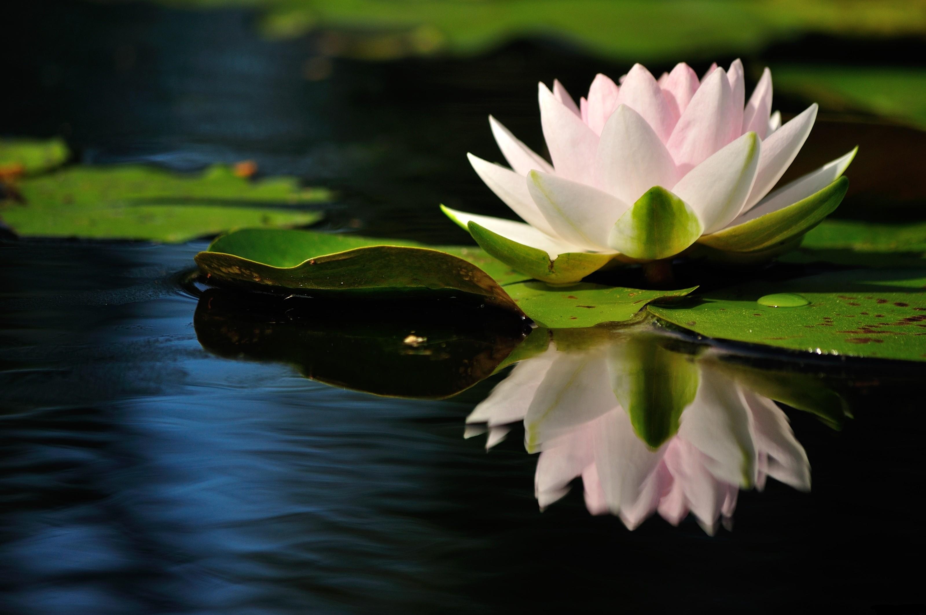 Laden Sie das Wasser, Blumen, Blätter, Reflexion, Glatt, Oberfläche, Seerose-Bild kostenlos auf Ihren PC-Desktop herunter