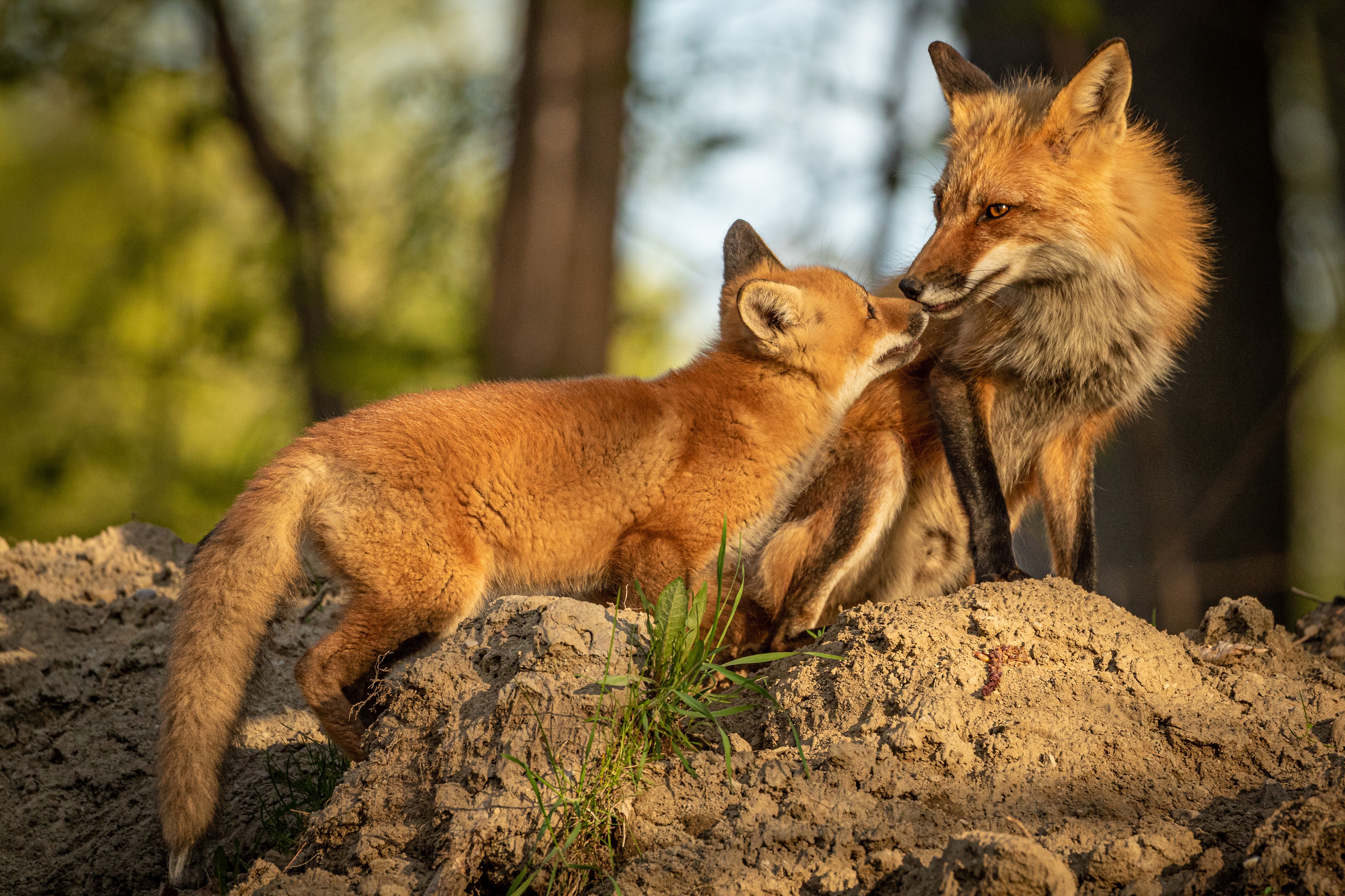 The fox and two babies. Лисица. Лисица с лисятами. Мама для Лисенка. Картина лиса с лисятами.